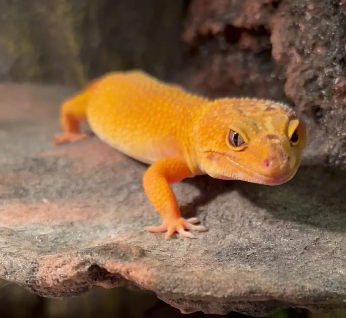 Gecko orange sur une roche,