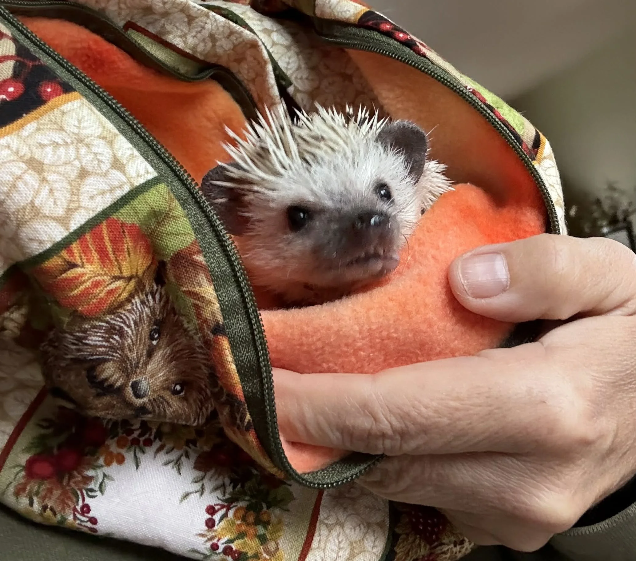 Un jeune hérisson with des piquants blancs et noirs, tenu dans une main, dans un sac coloré avec un motif de chien et de feuilles d'automne, sur un fond source discrète.