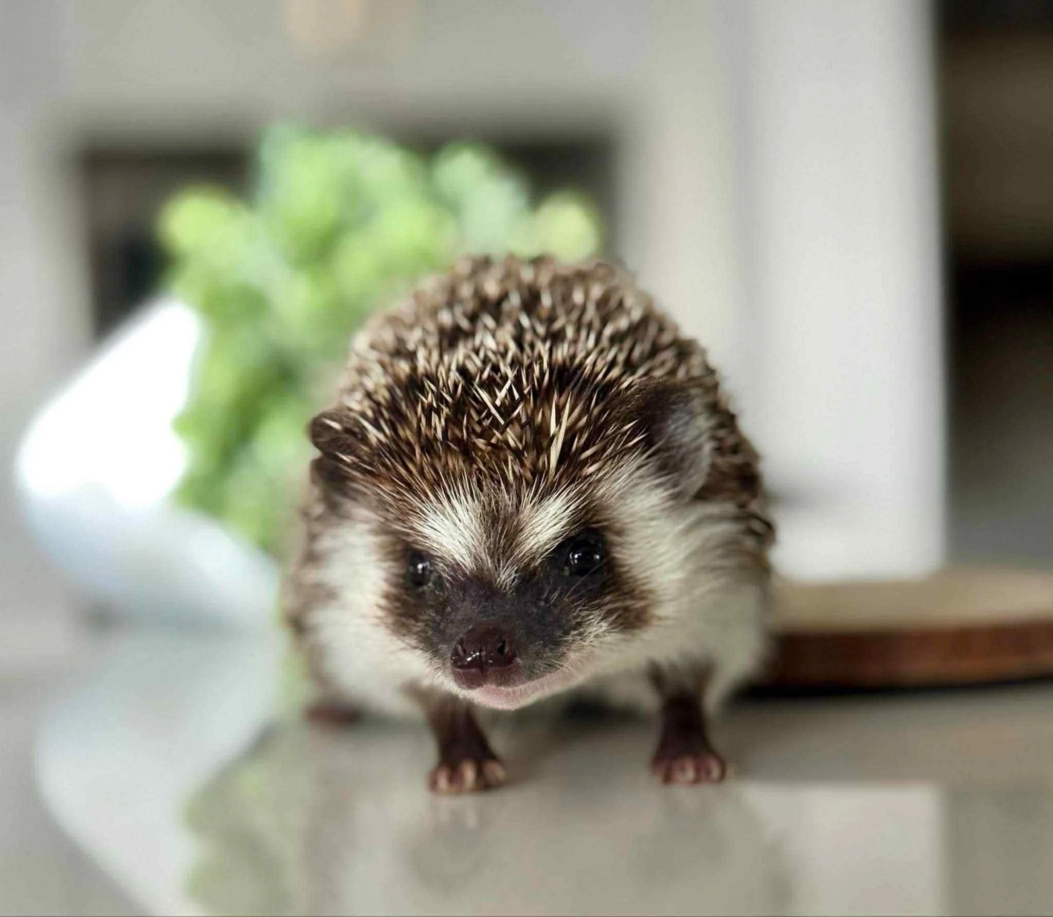 Hérisson domestique en gros plan, positionné sur une surface blanche, avec un fond flou comprenant des éléments de décoration et une plante verte.