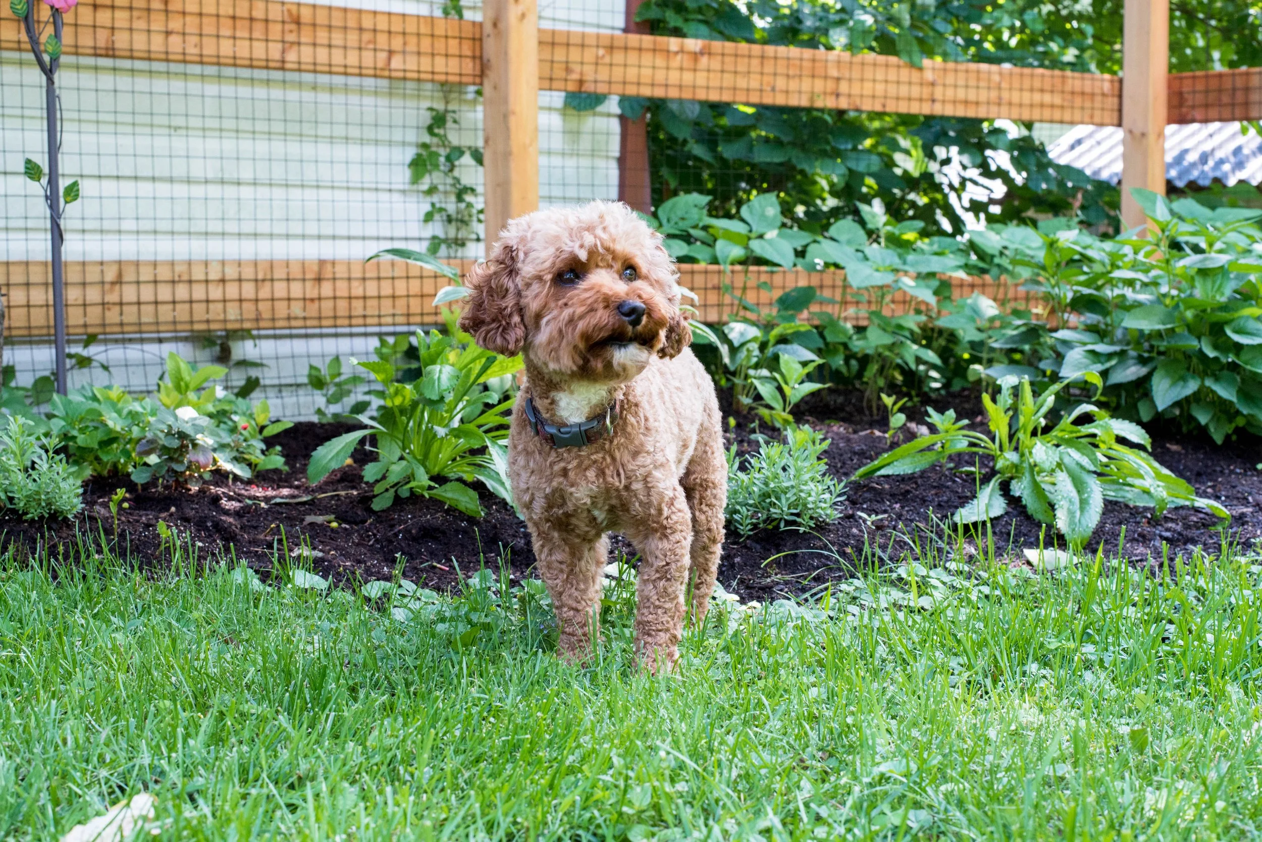 caniche miniature roux dans le gazon