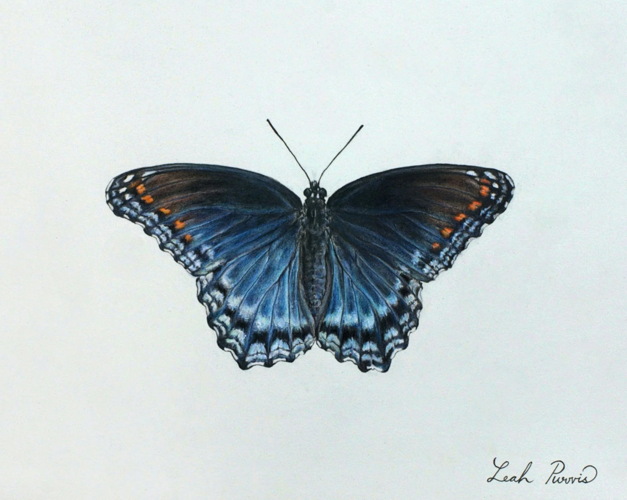 "Red-spotted Purple" - 5" x 7" colored pencil