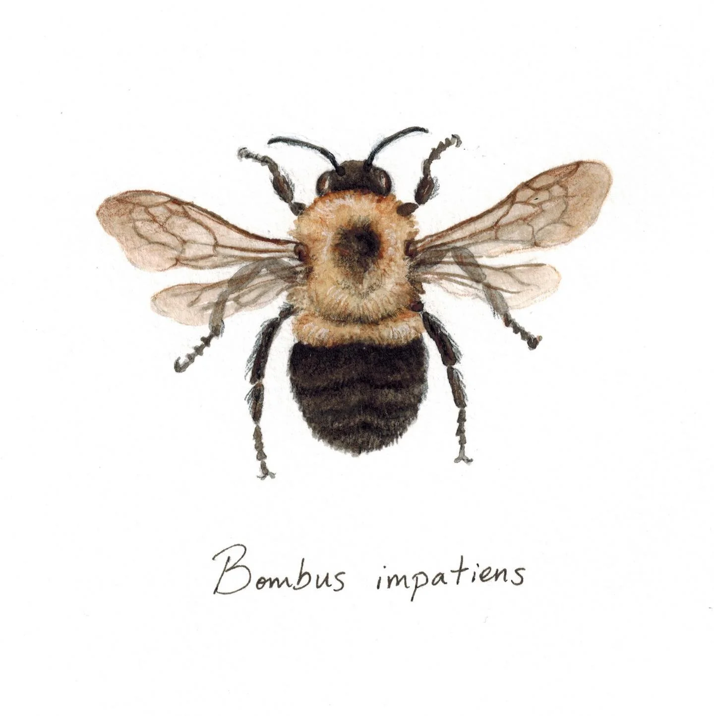 The Common Eastern Bumble Bee, Bombus impatiens, is indeed very common in North Carolina.  You can identify them by their single segment of yellow hairs on their abdomen, whereas other bumble bee species have more yellow segments.  They are a general