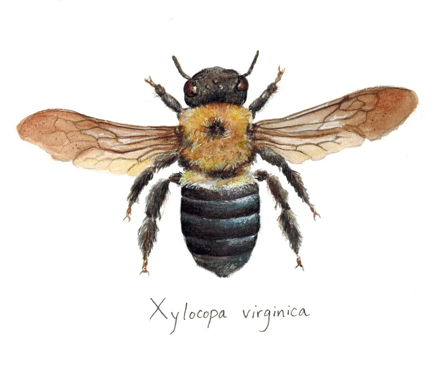 When I was in undergrad I did an internship project where I surveyed (caught, identified, and preserved the specimens of) native bees in the Highlands area of North Carolina.  I made a field guide of the 10 most common species I found, and painted ea