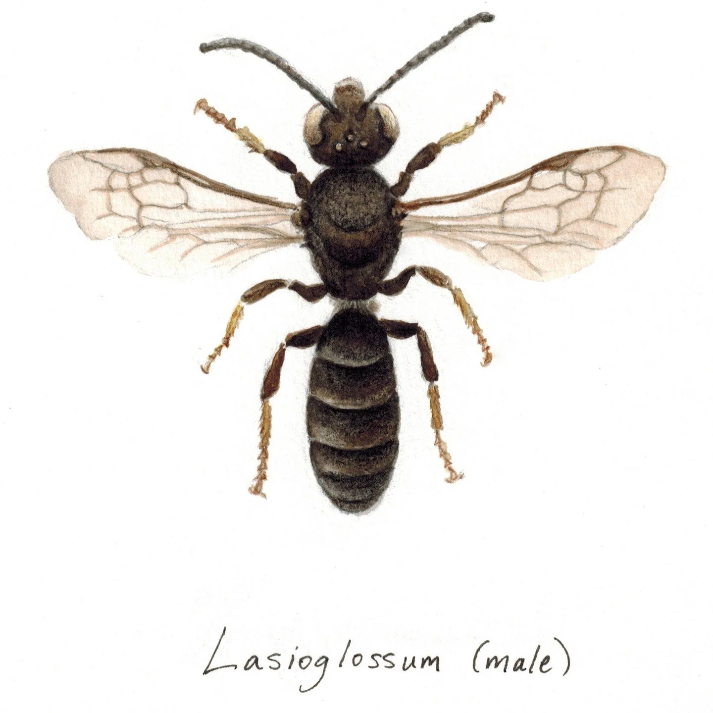 This is a bee you&rsquo;ve probably never heard of: Lasioglossum (meaning &ldquo;hairy tongue&rdquo; in Greek). This small sweat bee (in the family Halictidae) is one of the most common on the planet, found on every continent. They are important poll
