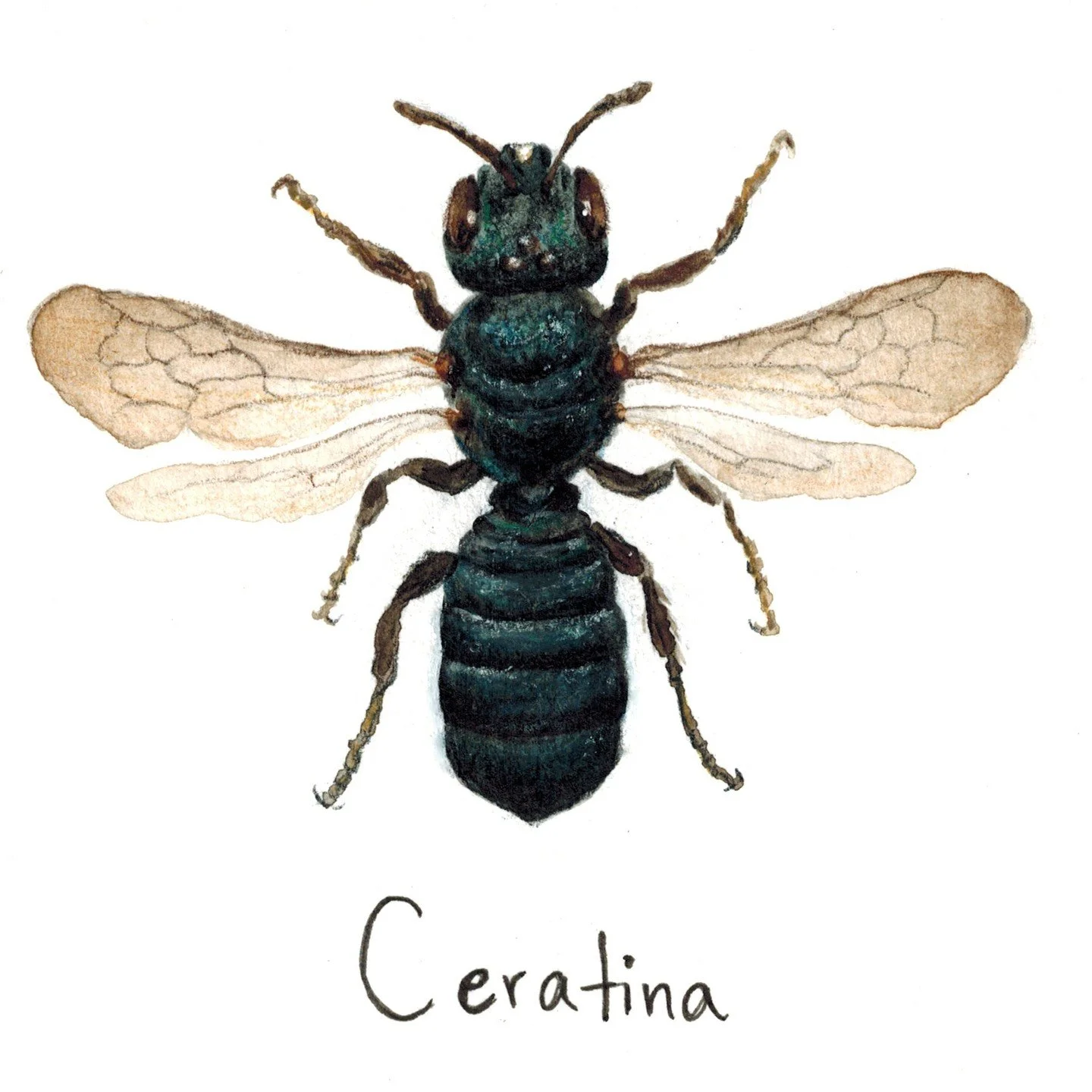 This watercolor illustration is of a Small Carpenter Bee in the genus Ceratina. They are in the same family as bumble bees, honey bees, and carpenter bees (family Apidae). These tiny bees (think about 1/8 to a 1/4 of an inch) nest in old wood and are