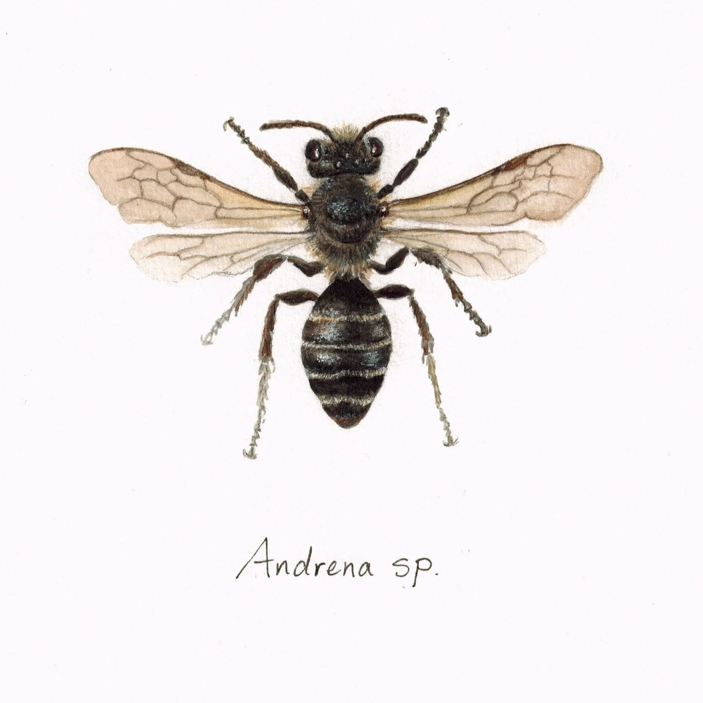 Ah, one of my favorite bees, the Mining Bees. Andrena is a common genus of this group. They are ground-nesting, generally preferring to nest in sandy soils. Many are quite fuzzy and often have tufts of hair between their eyes. This genus also has one