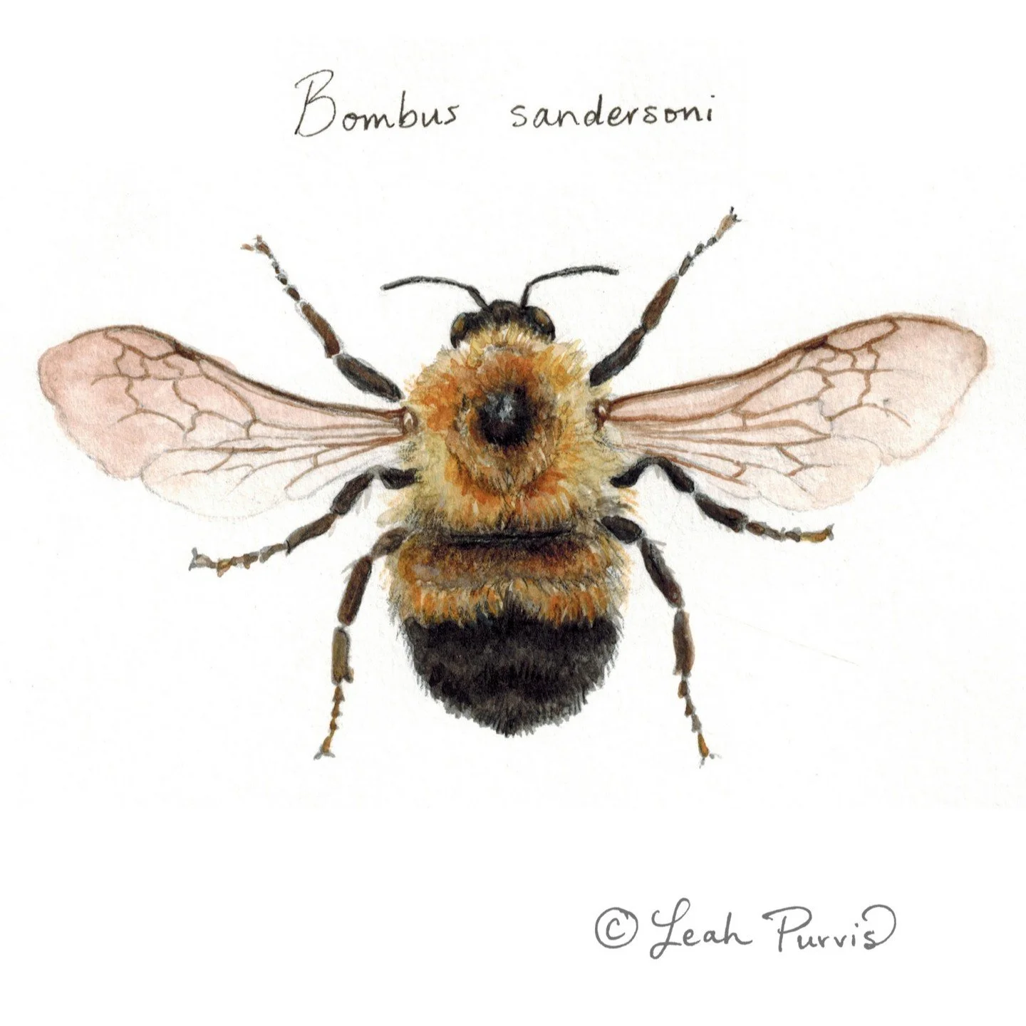 This fuzzy Bumble Bee is called Sanderson's Bumble Bee (Bombus sandersoni). They are found across the eastern U.S. up into Canada, and prefers wooded areas. If you like blackberries, this bee is your friend, because it pollinates them :)
This species
