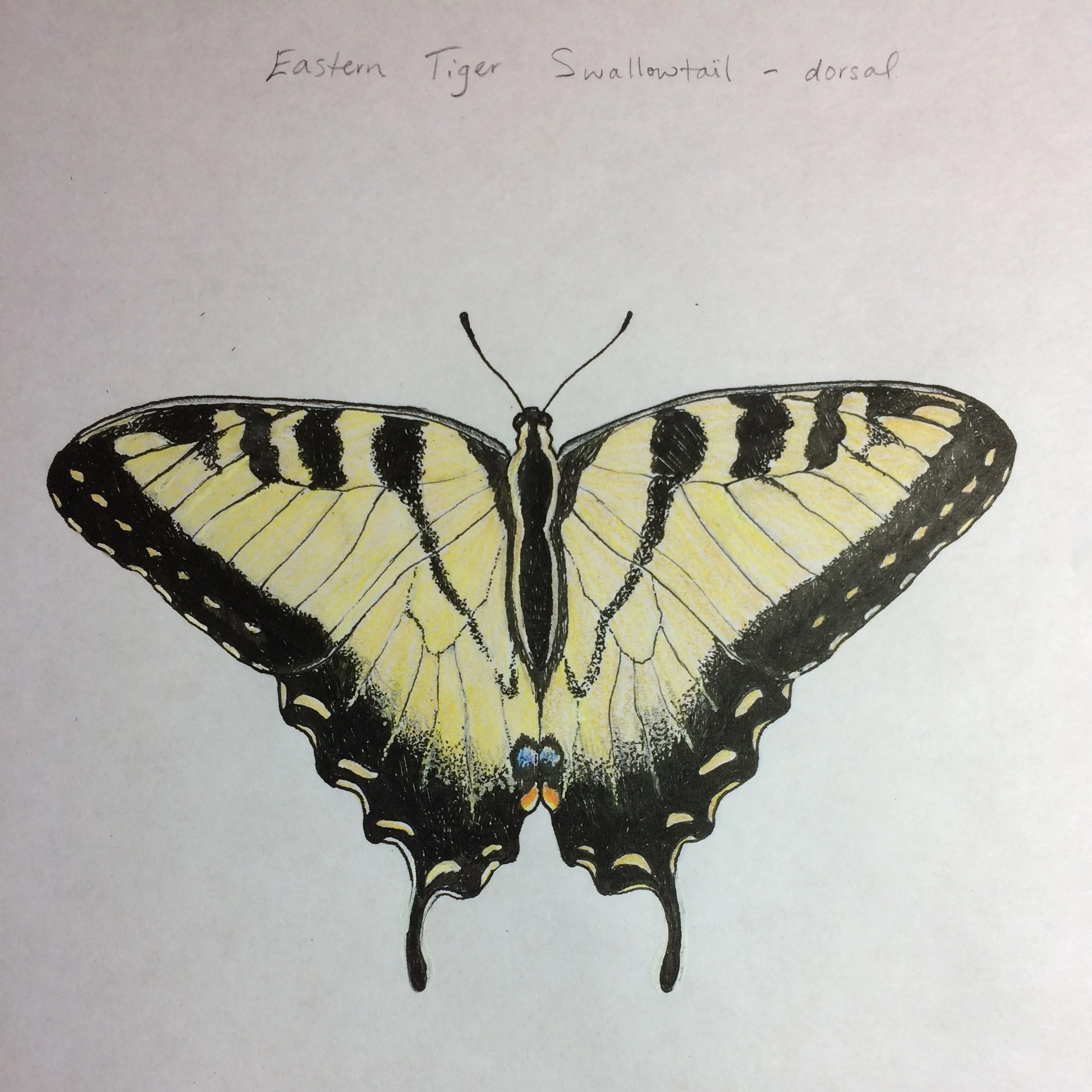Eastern Tiger Swallowtail - 4" x 6" colored pencil and pen 