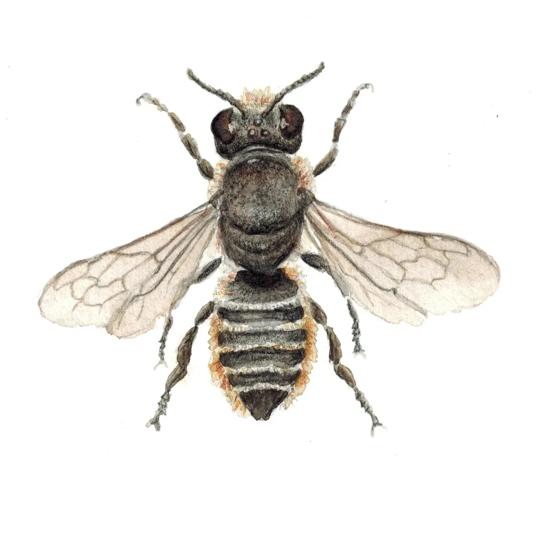 Leafcutter Bee - genus Megachile