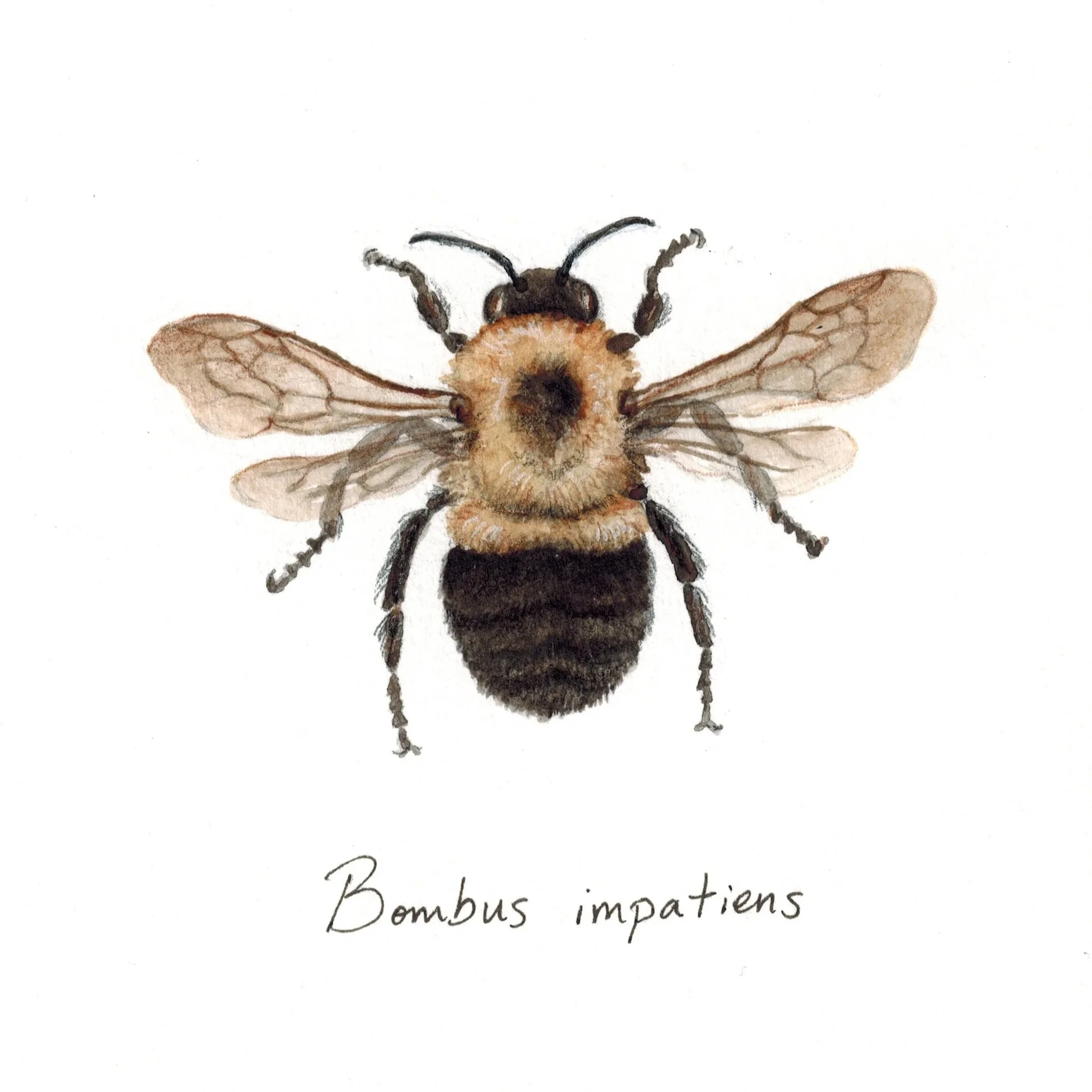 Common Eastern Bumble Bee - Bombus impatiens