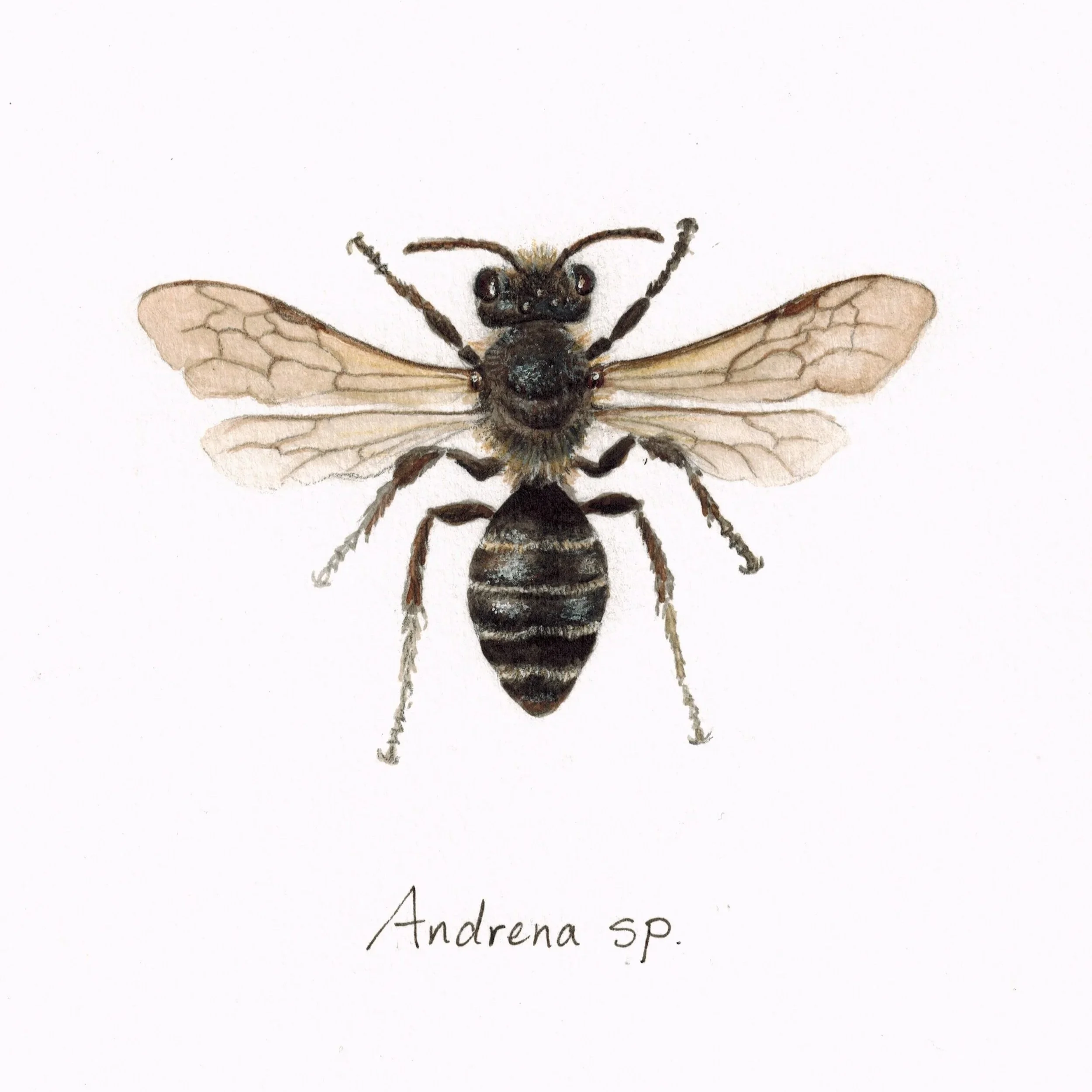 Mining Bee - Andrena sp.