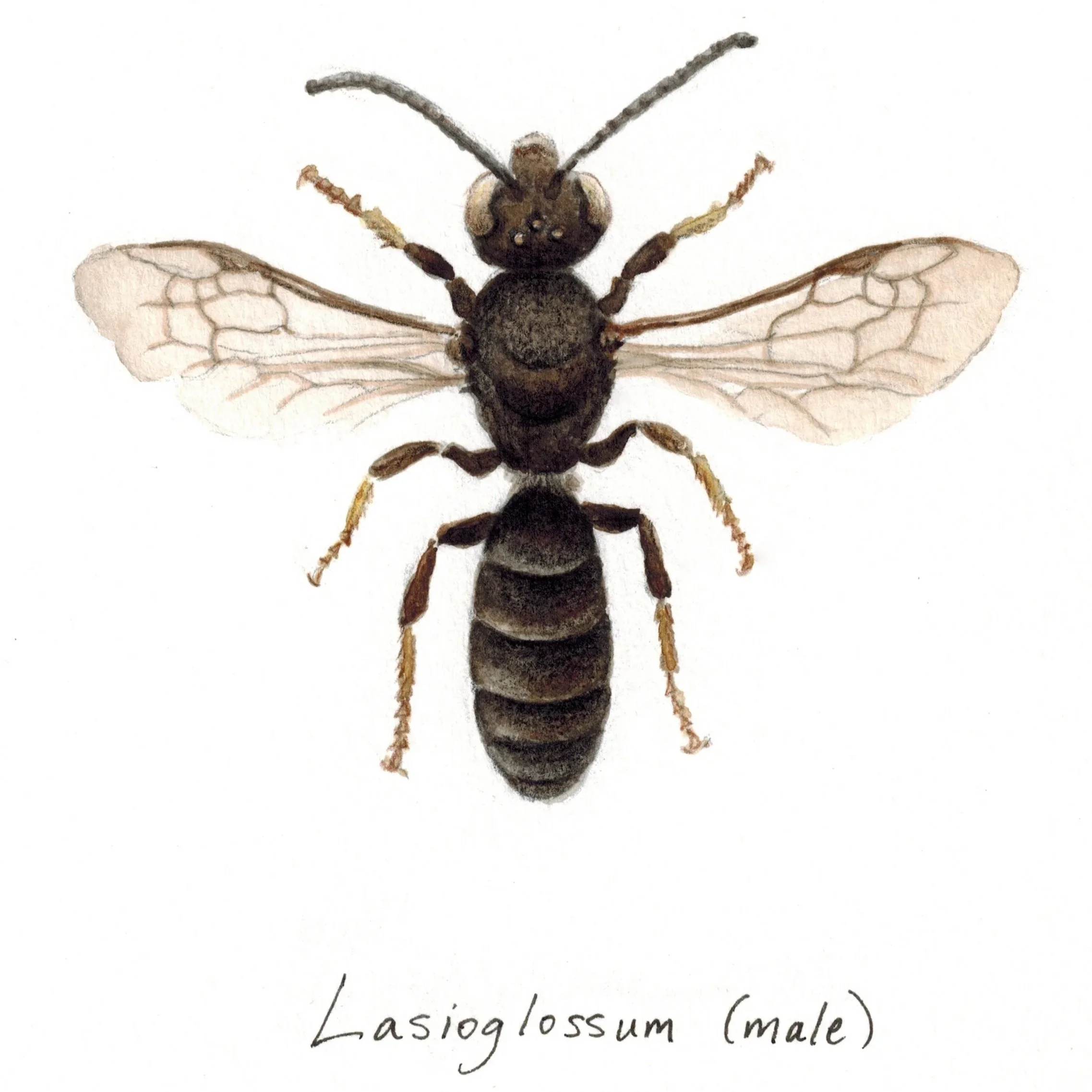 Sweat bee - Lasioglossum sp.