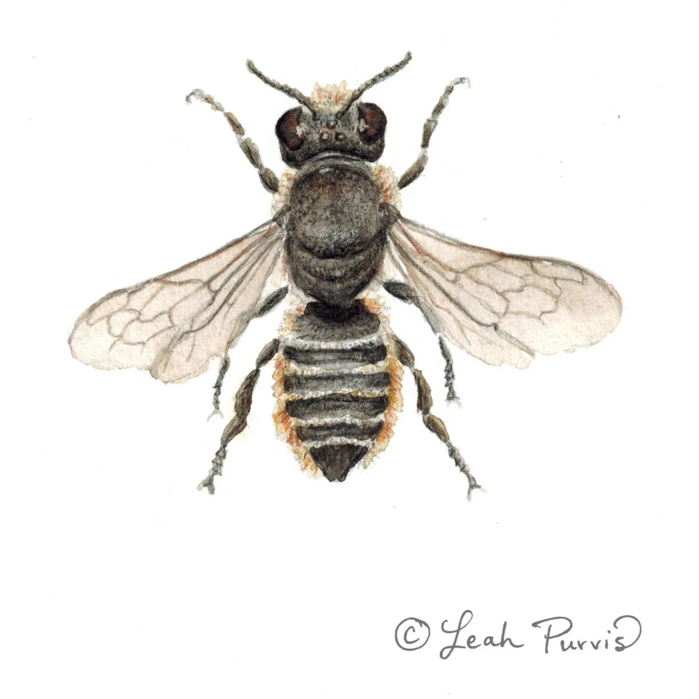 This bee is in the genus Megachile in Leafcutter family. They have big ole mandibles that they use to cut leaves (and sometimes flower petals) to use as protective lining in their nests! They are solitary bees and each female makes her own nests, oft