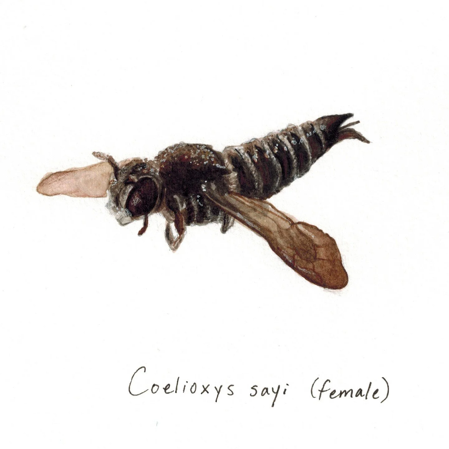 Coelioxys sayi - Say&rsquo;s Cuckoo Leafcutter Bee
You know how there are Cuckoo birds that sneak their eggs into other birds&rsquo; nests to shirk the responsibility of taking care of their babies themselves? Well, this strategy exists in the bee wo
