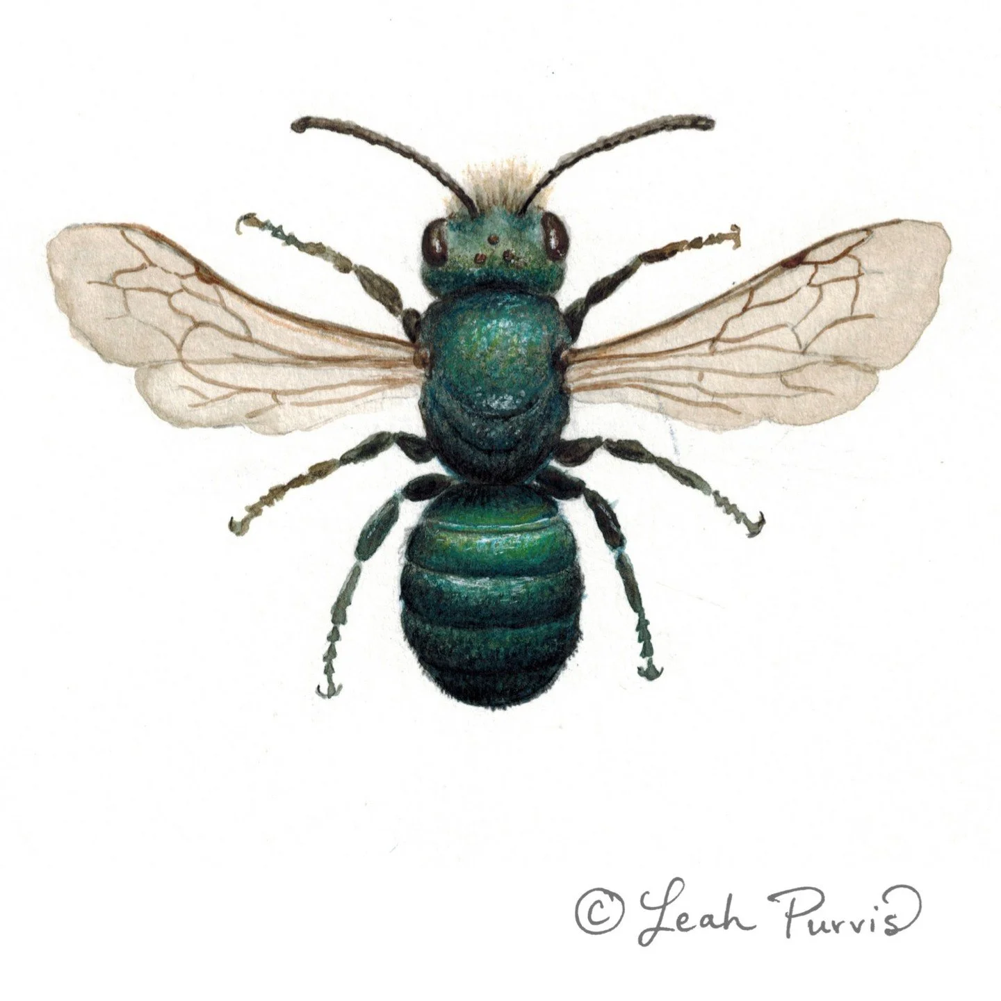 Blue Orchard Bee - Osmia lignaria
At first glance this bee may look black, but in the sun it becomes iridescent green and blue. It is a Mason Bee, meaning that it builds its nests out of mud. Interestingly, it actually belongs to the Leafcutter famil