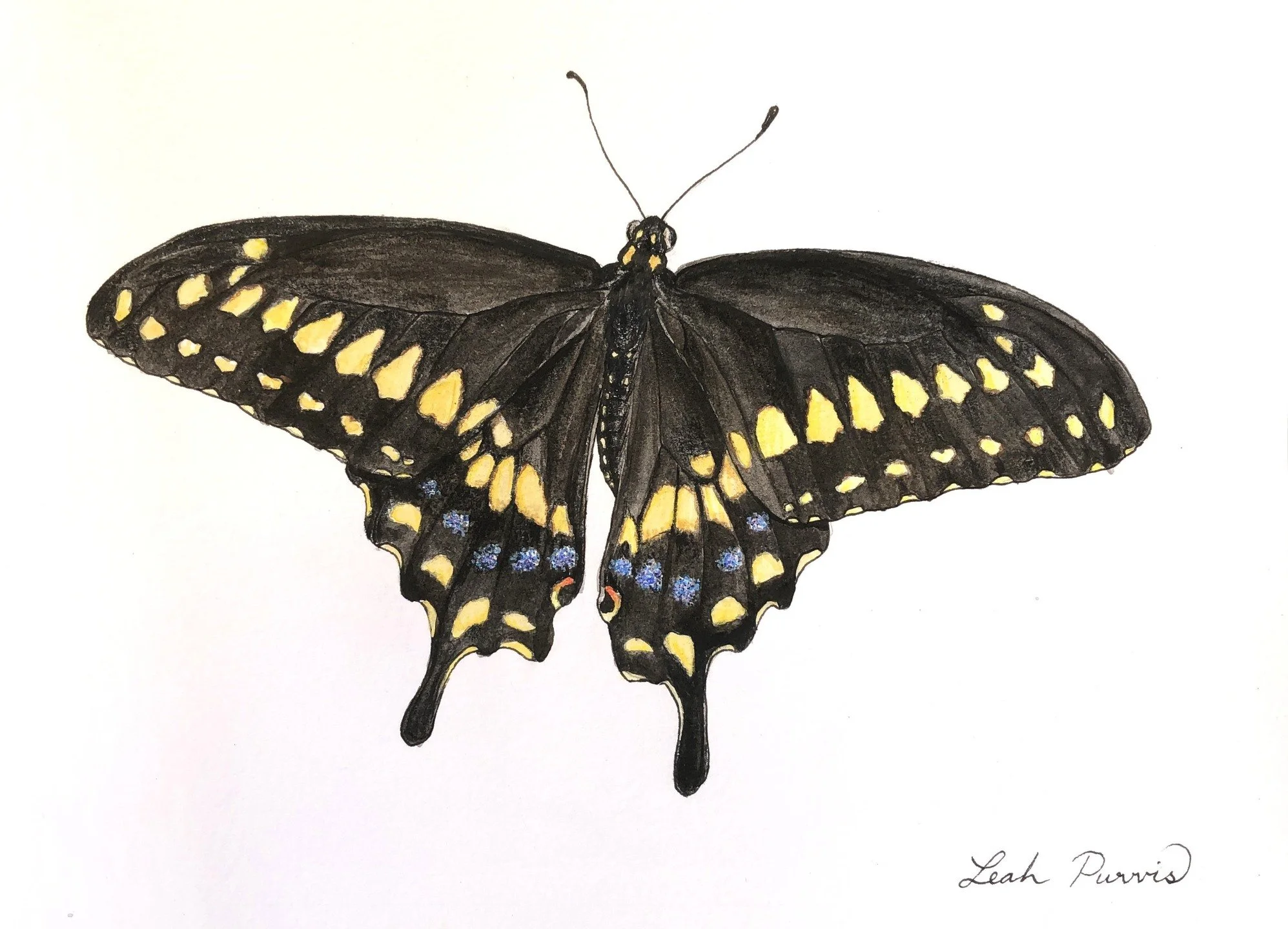 ~ Black Swallowtail, 5&rdquo; x 7&rdquo; watercolor ~
This painting is from a photo I took of a Black Swallowtail on a Buttonbush plant at the &ldquo;Pollinator Paradise&rdquo; Demonstration Garden at Chatham Mills in Pittsboro. This one is a male (y