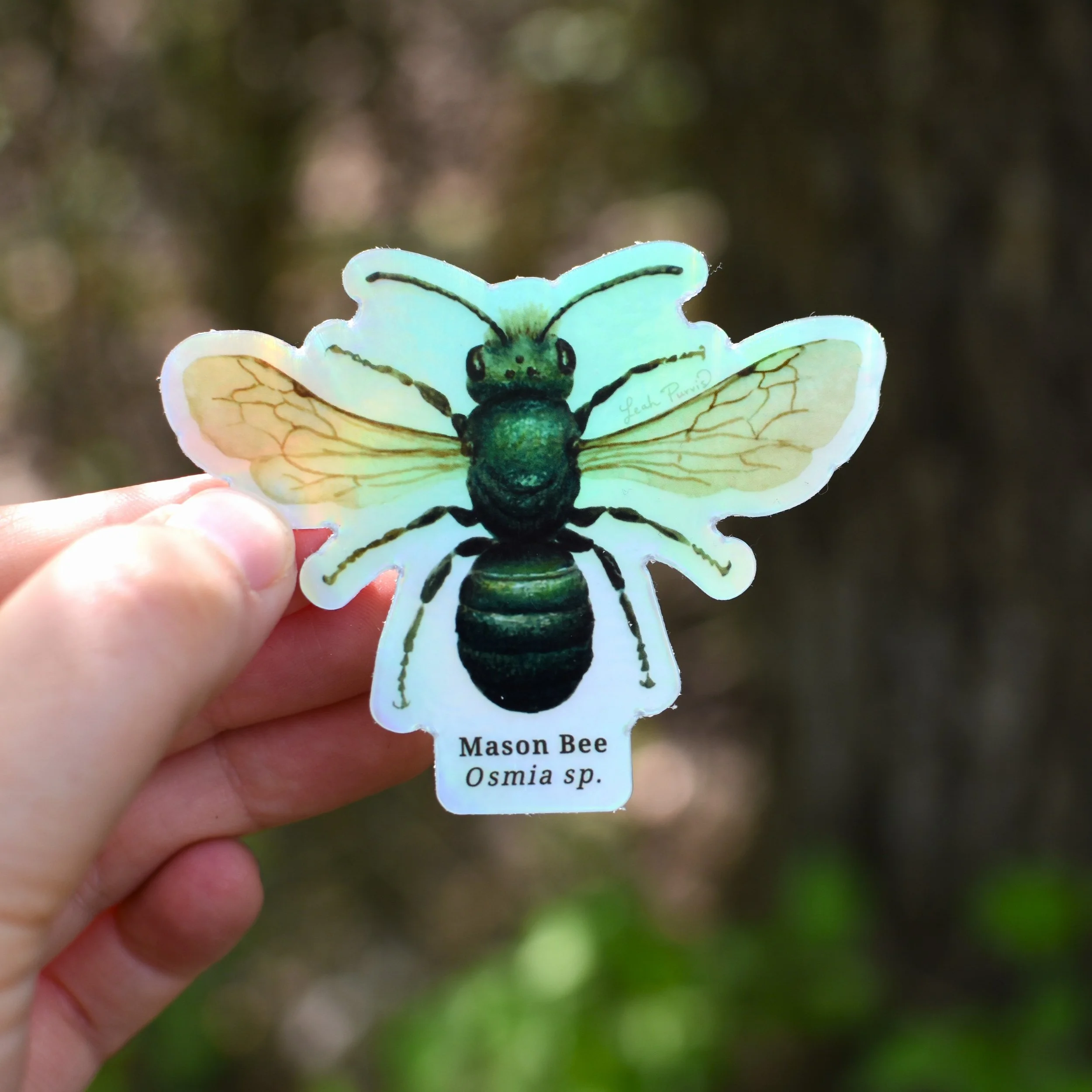 New sticker!
Holographic Mason Bee ✨
Perfectly captures the iridescent nature of this bee's body, and is so colorful when it catches the sun!
Waterproof, UV-resistant, durable vinyl sticker.
Available on my website, link in bio!

#nativebee #wildlife