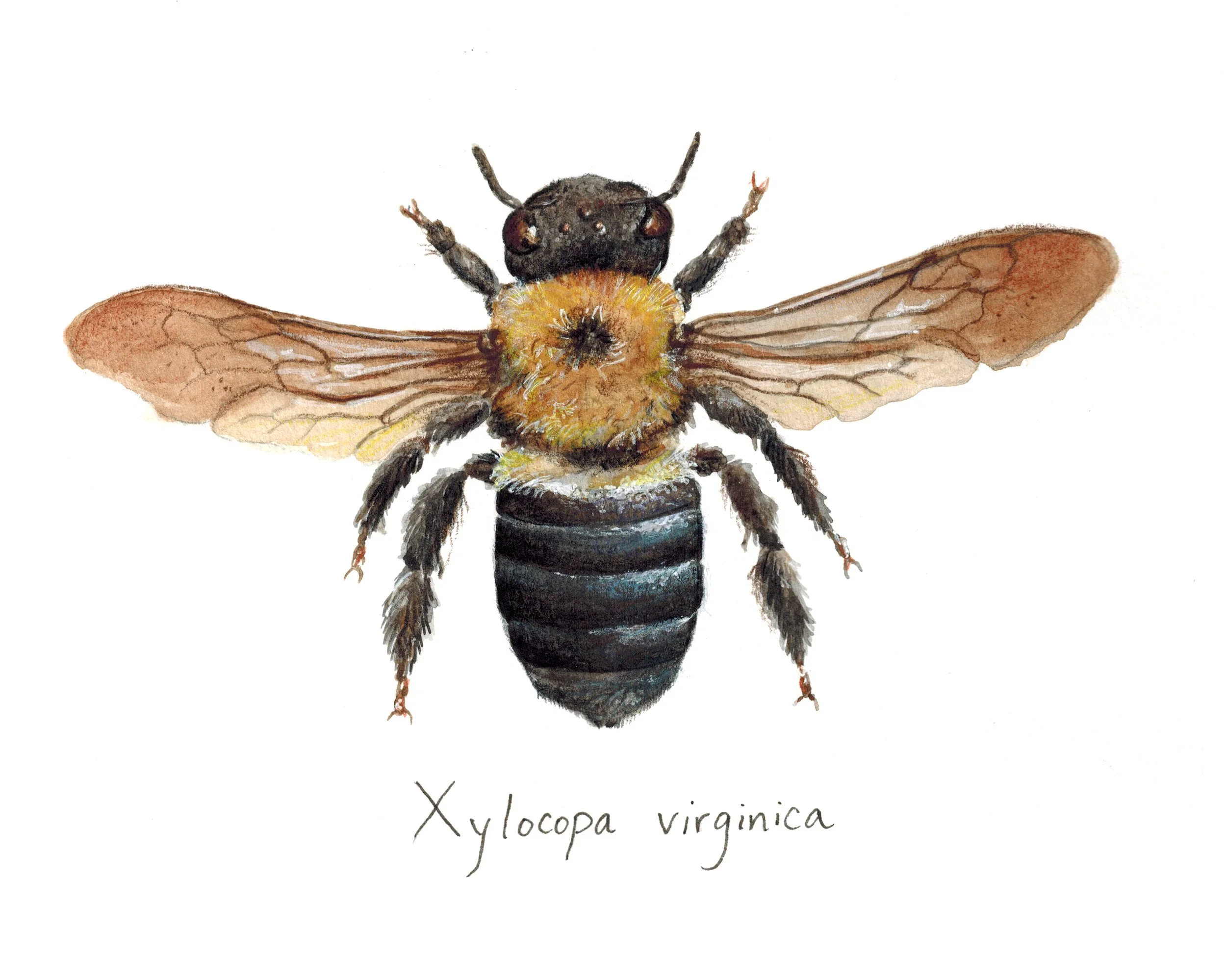 Xylocopavirginica-002.jpg