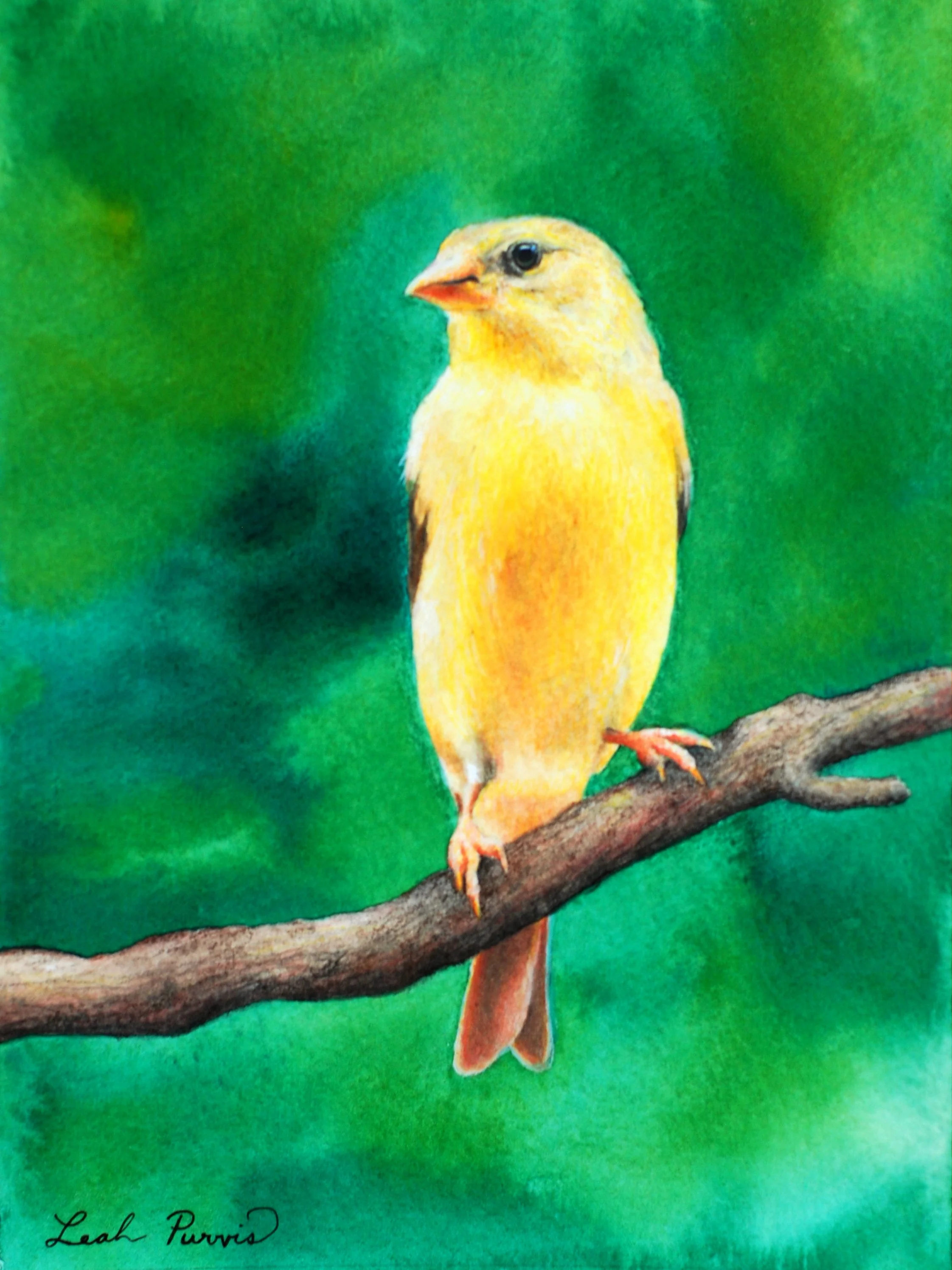 "Glowing Goldfinch" - 6" x 8" watercolor on paper