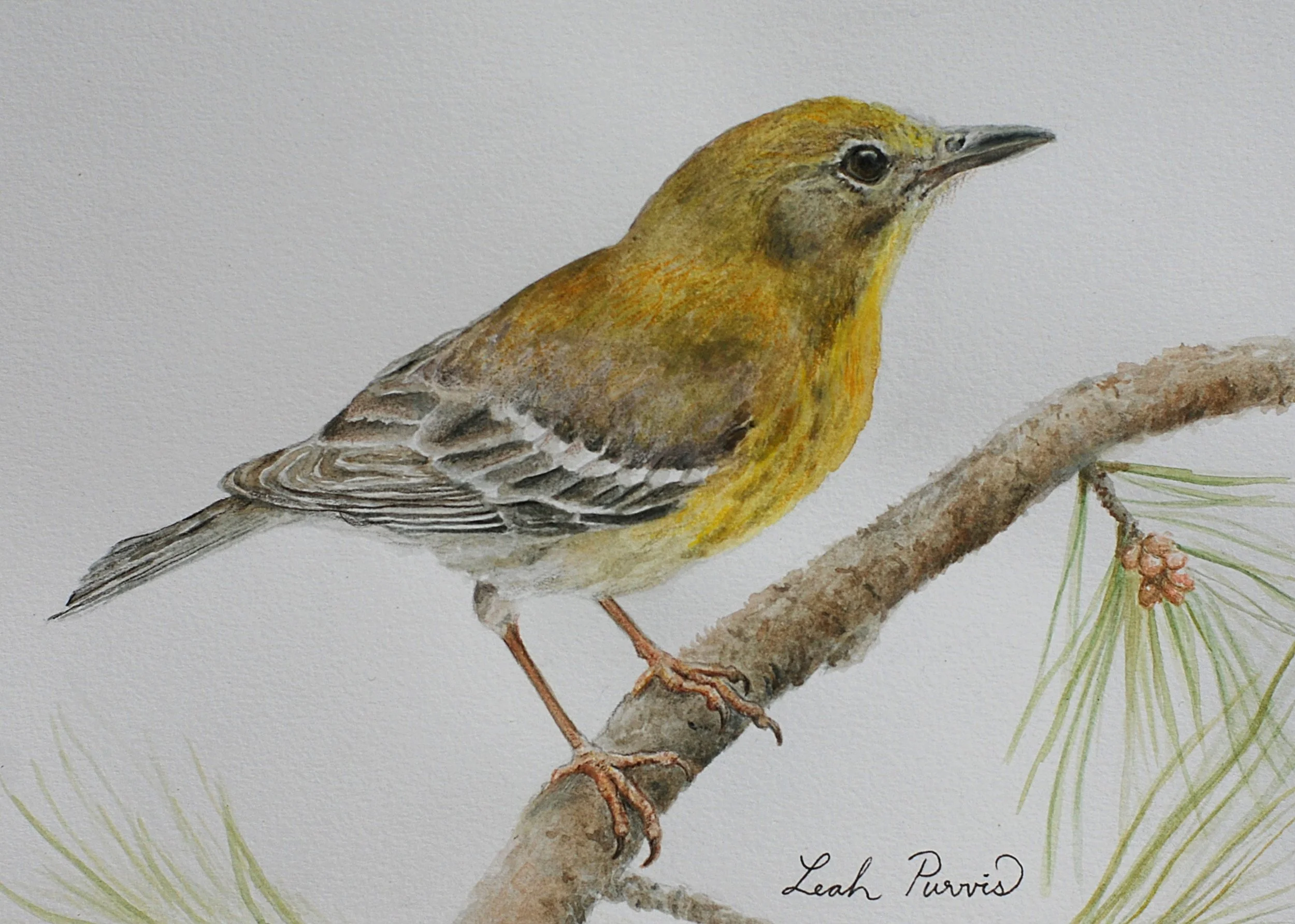 "Pine Warbler" - 5" x 7" watercolor pencil on paper
