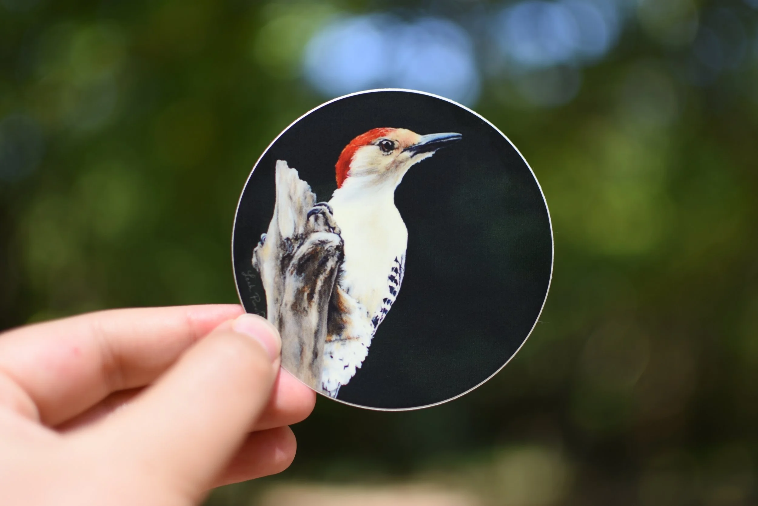 Red-bellied Woodpecker Sticker