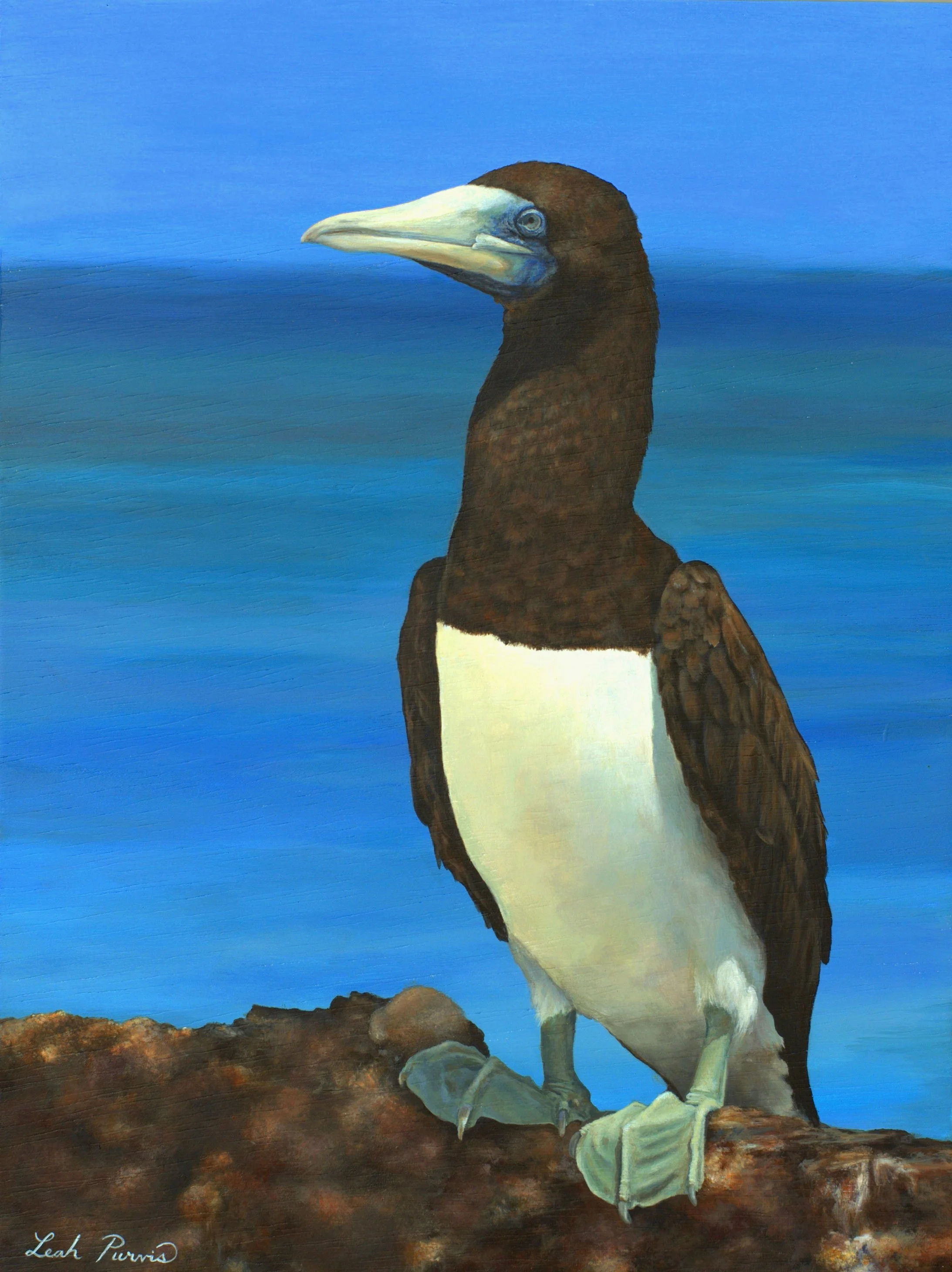 "Brown Booby" - 12" x 16" acrylic on wood