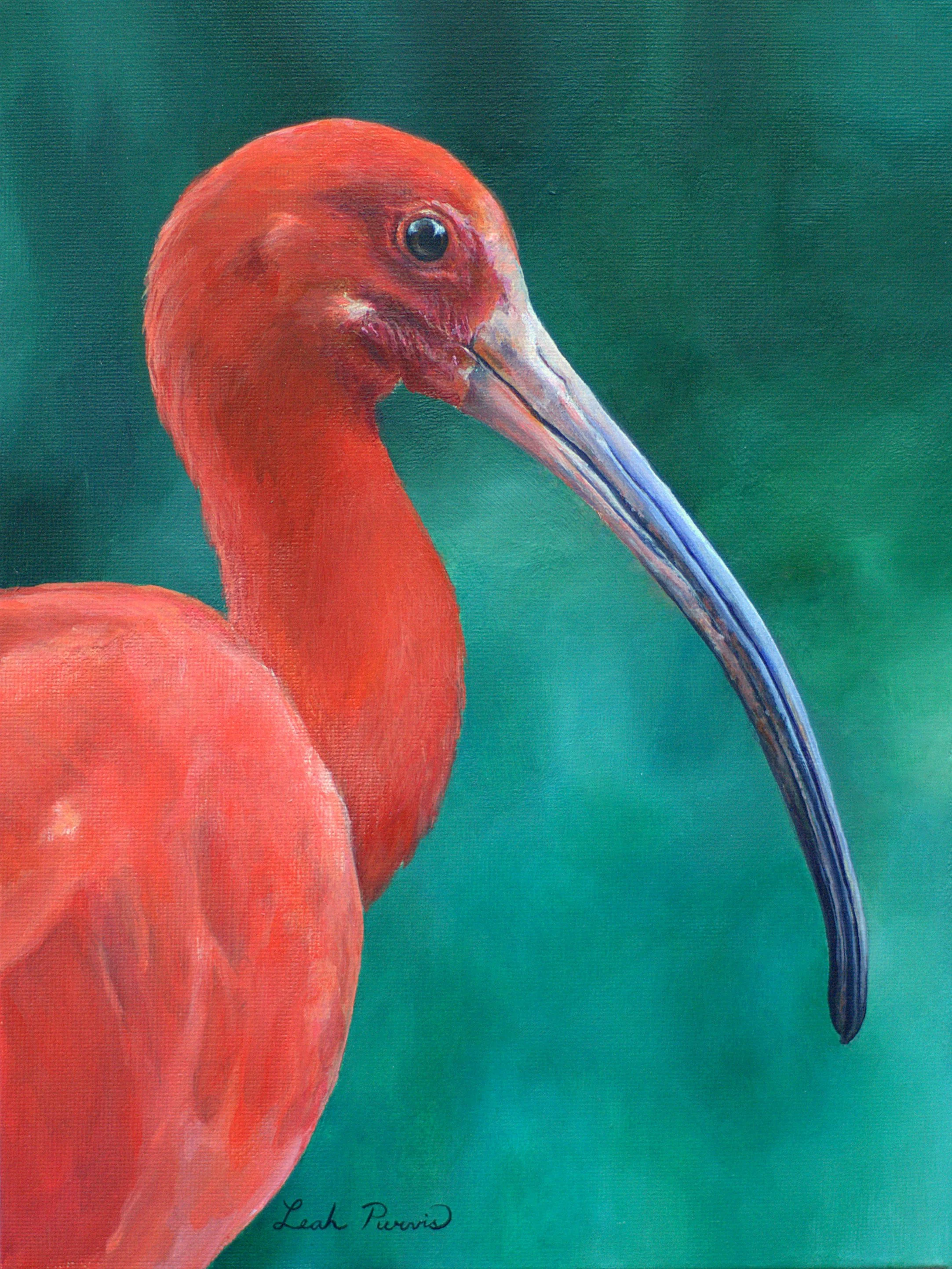 "Scarlet Ibis" - 9" x 12" acrylic on canvas