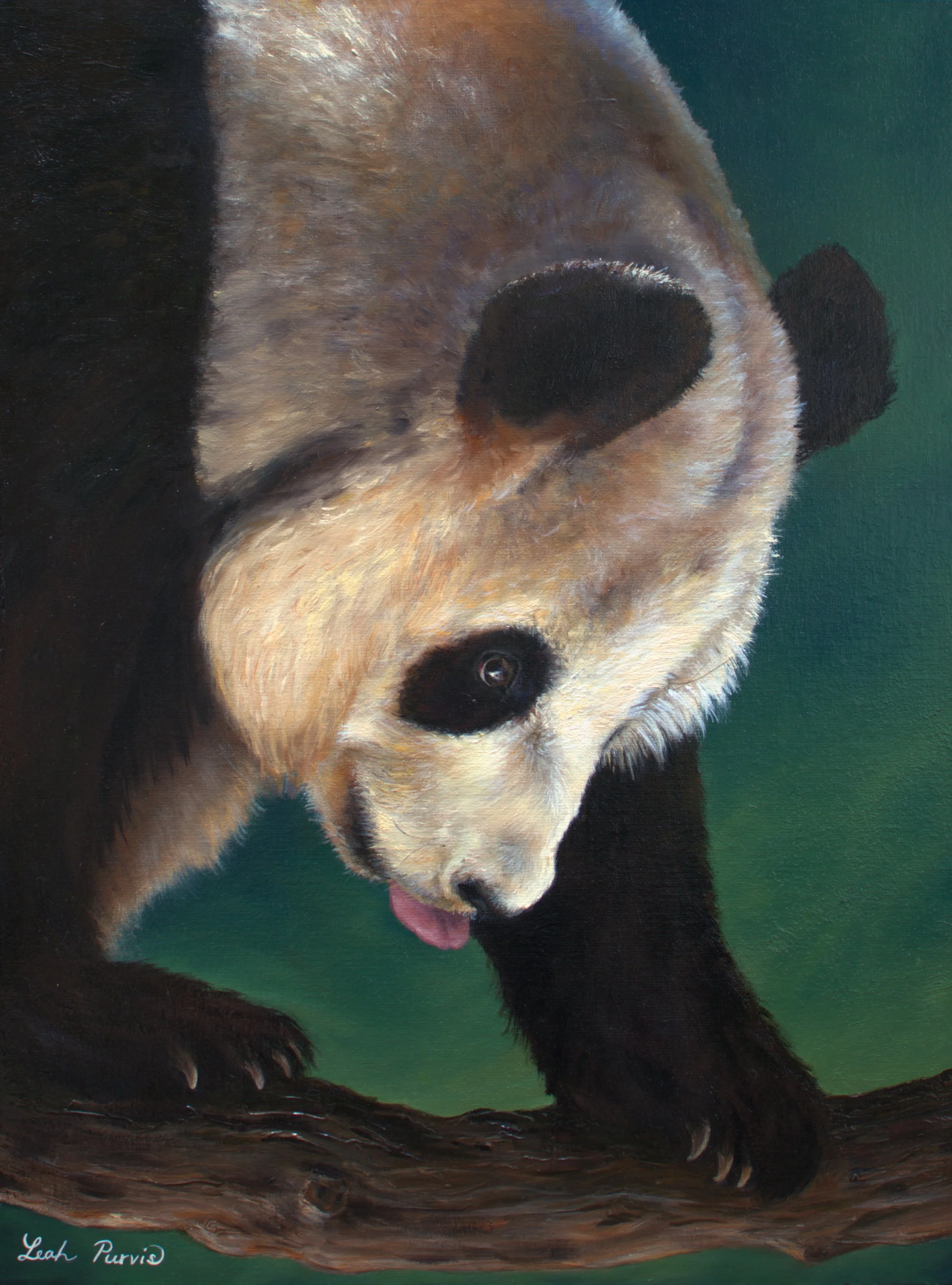 "Xin Bao Panda" - 12" x 16" oil on canvas