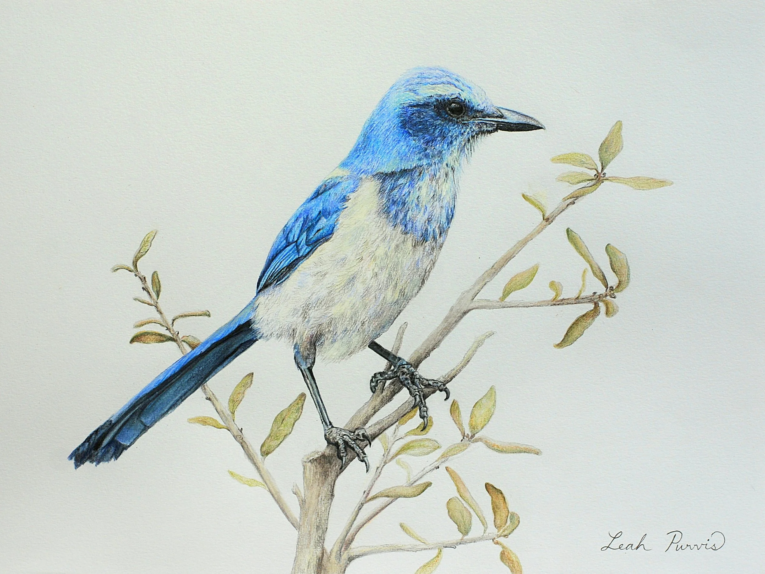 "Florida Scrub-Jay" - 9" x 12" watercolor pencil on paper