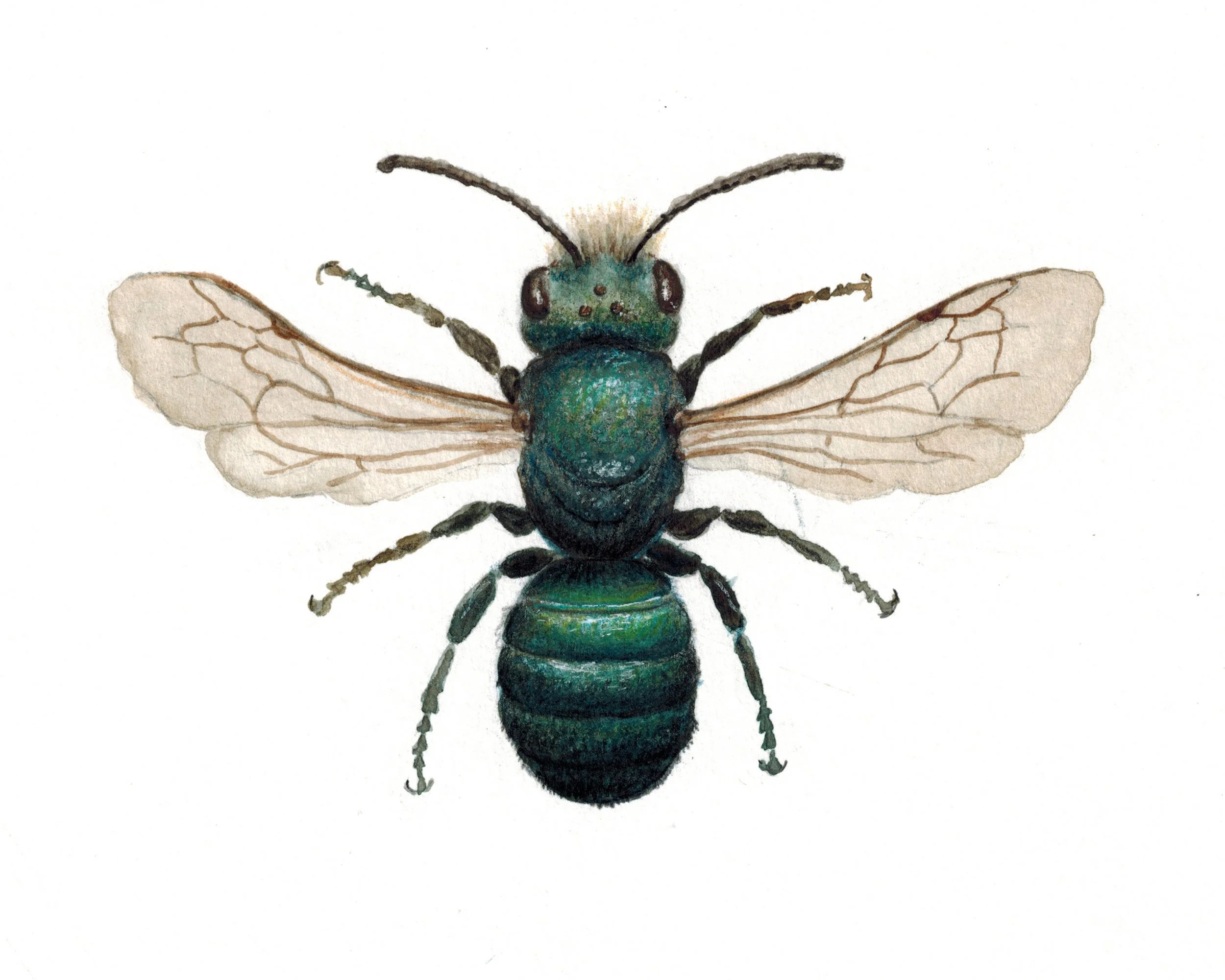 Osmia sp. - Megachilidae family (Leafcutter)