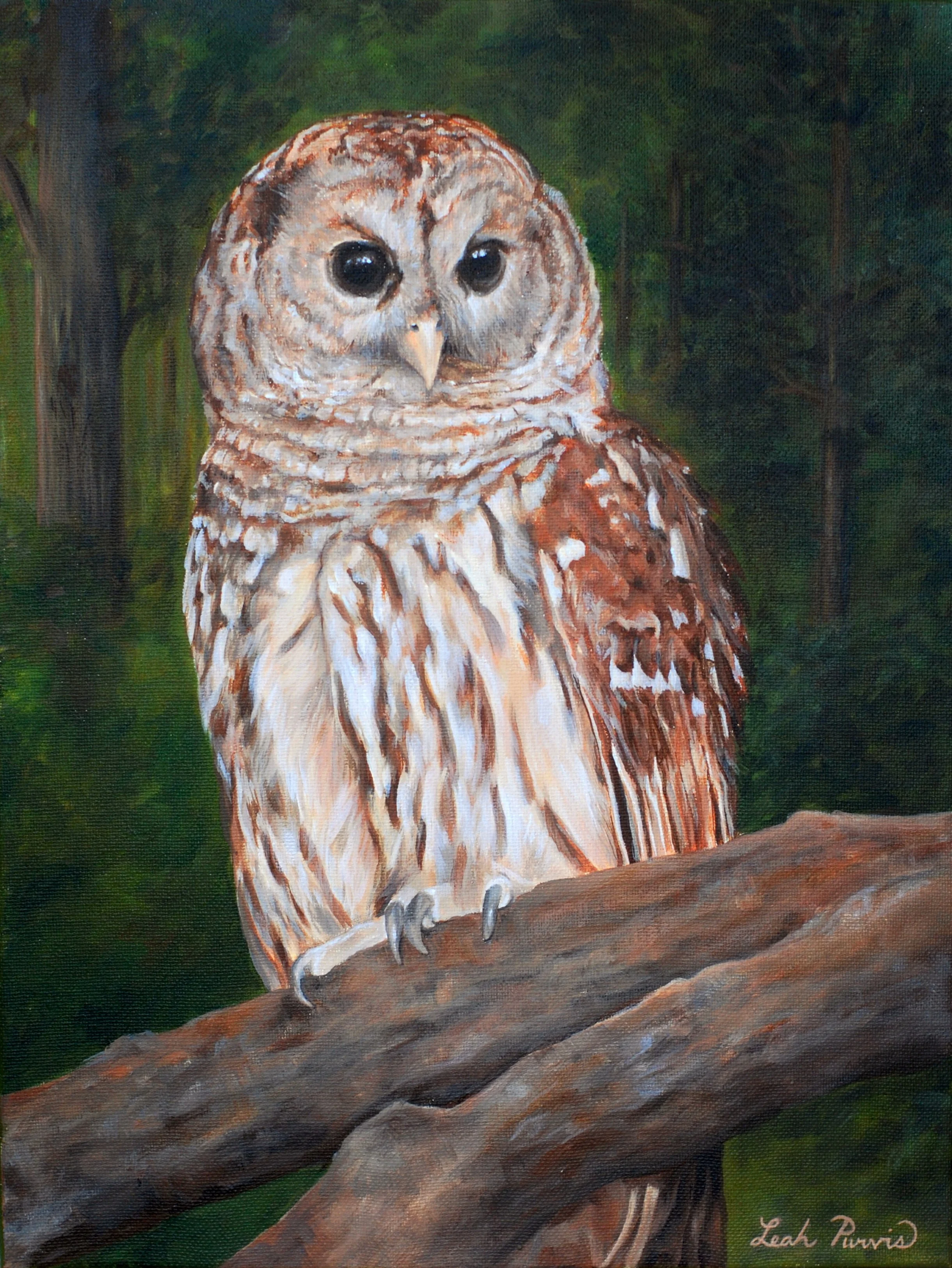 "Barred Owl" - 12" x 16" acrylic on canvas