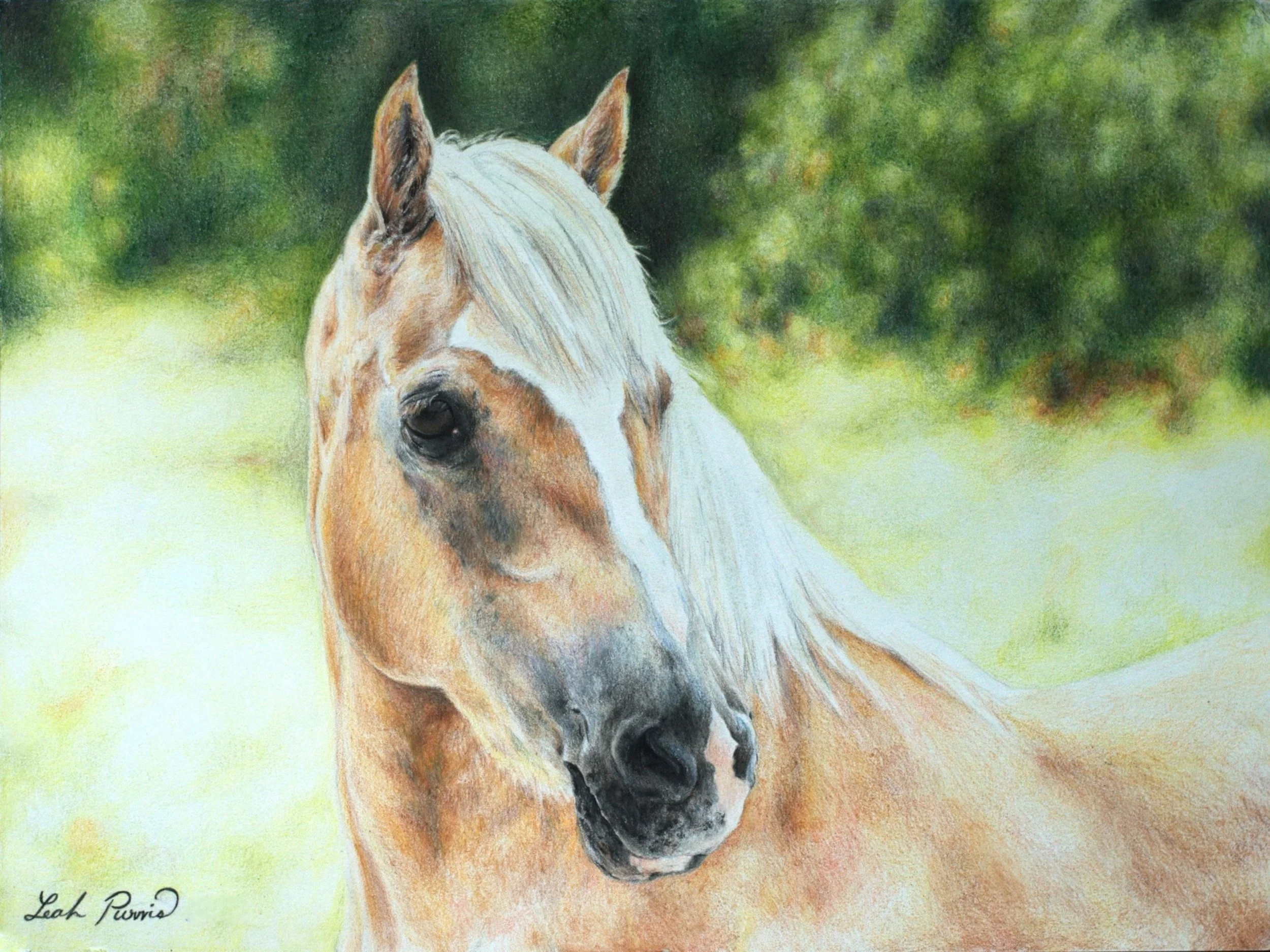 "Palomino Horse" - 9" x 12" colored pencil