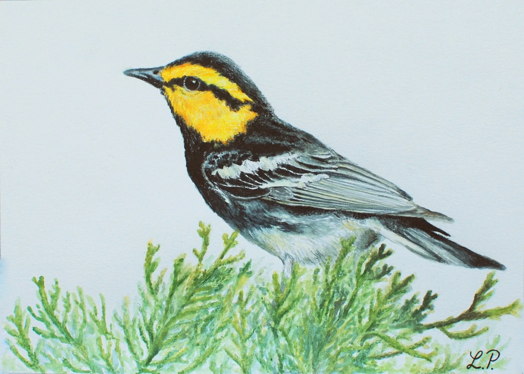 "Golden-cheeked Warbler" - 5" x 7" mixed media on paper
