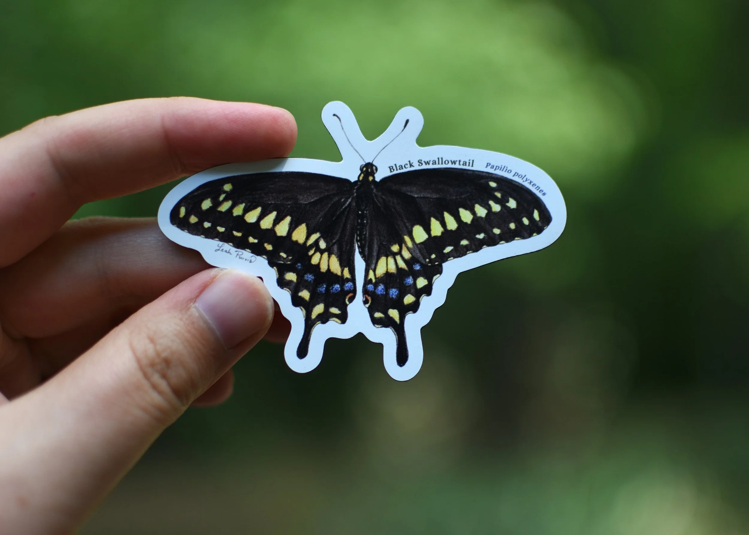 Black Swallowtail Butterfly Magnet