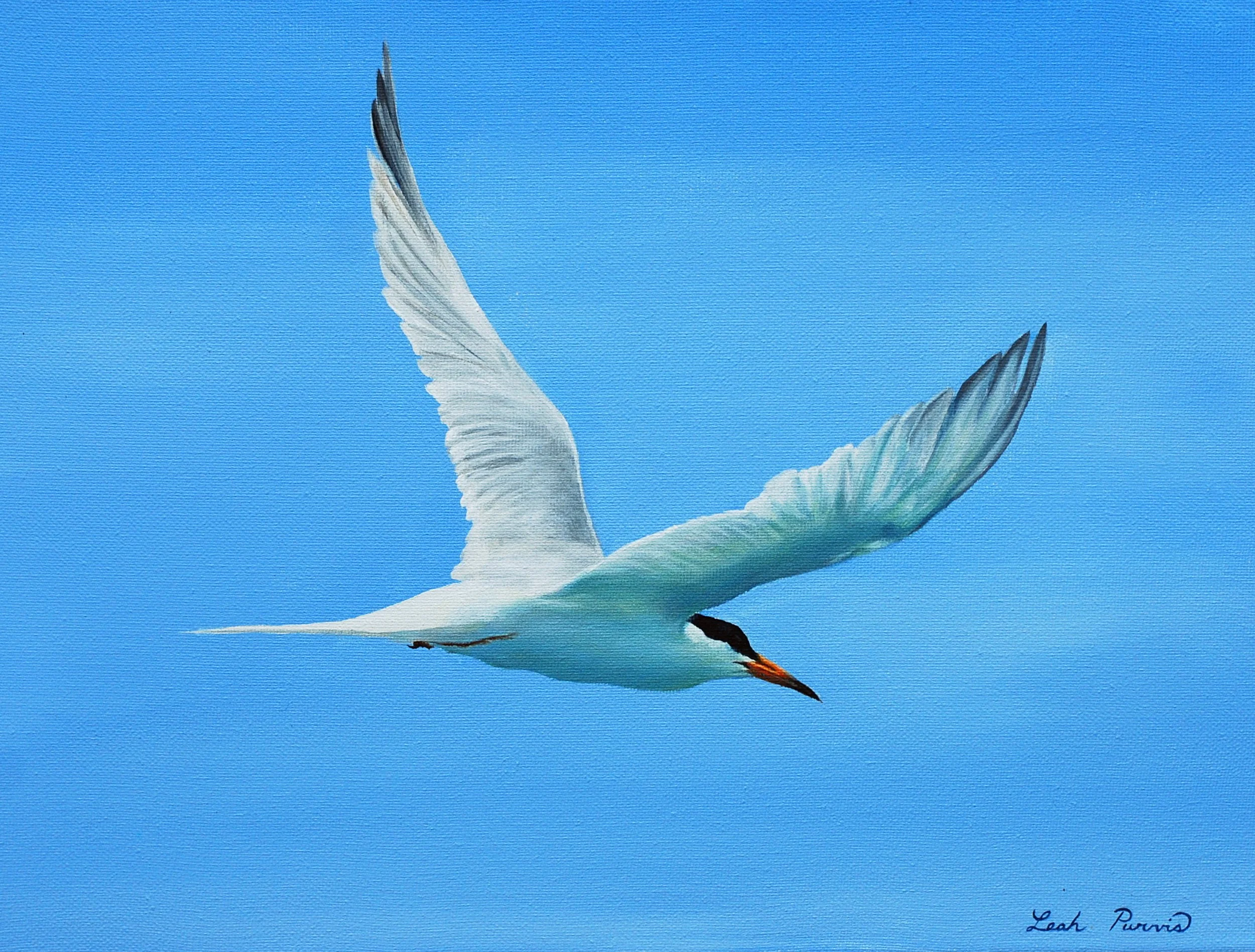 "Roseate Tern" - 12" x 16" acrylic on canvas