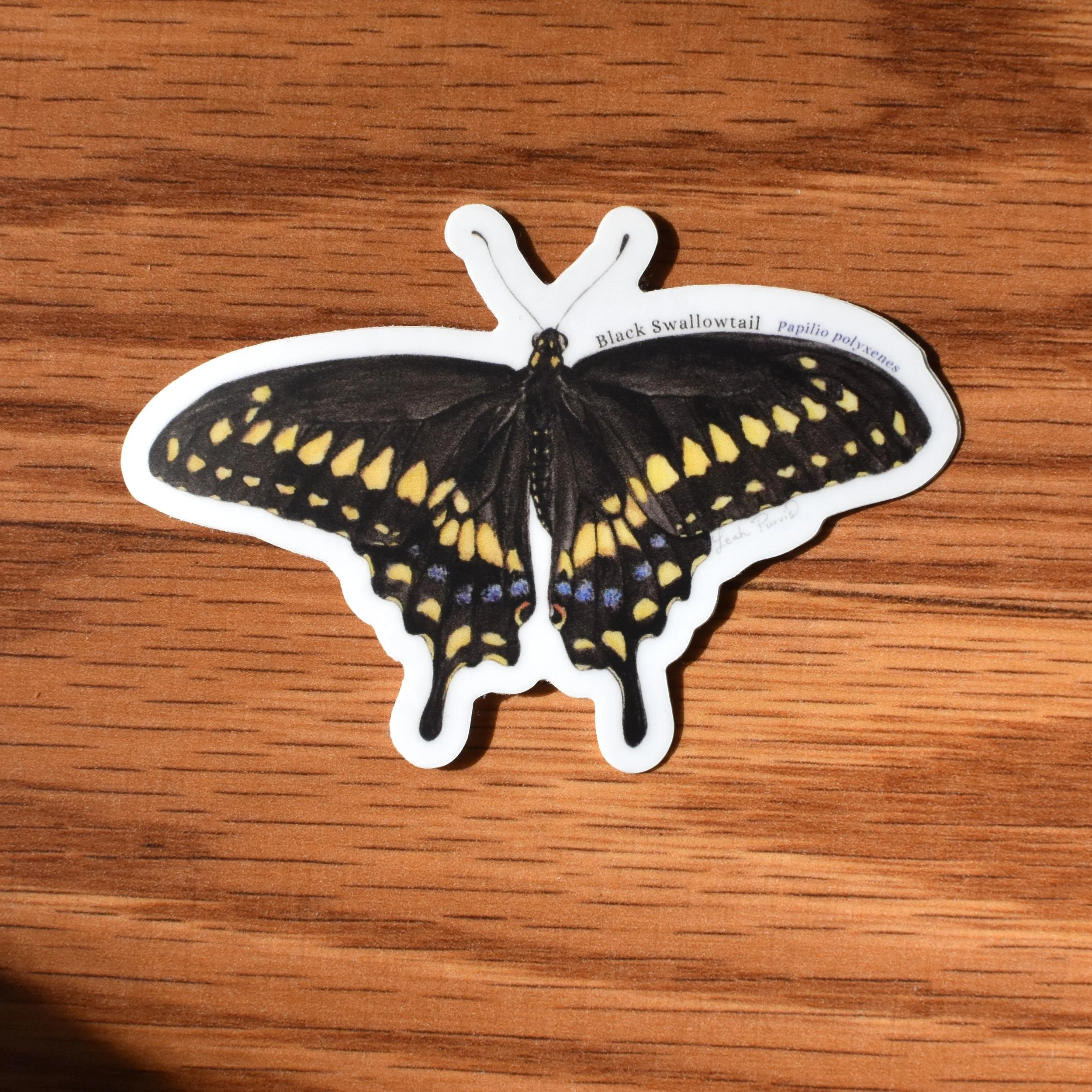 Black Swallowtail Vinyl Sticker