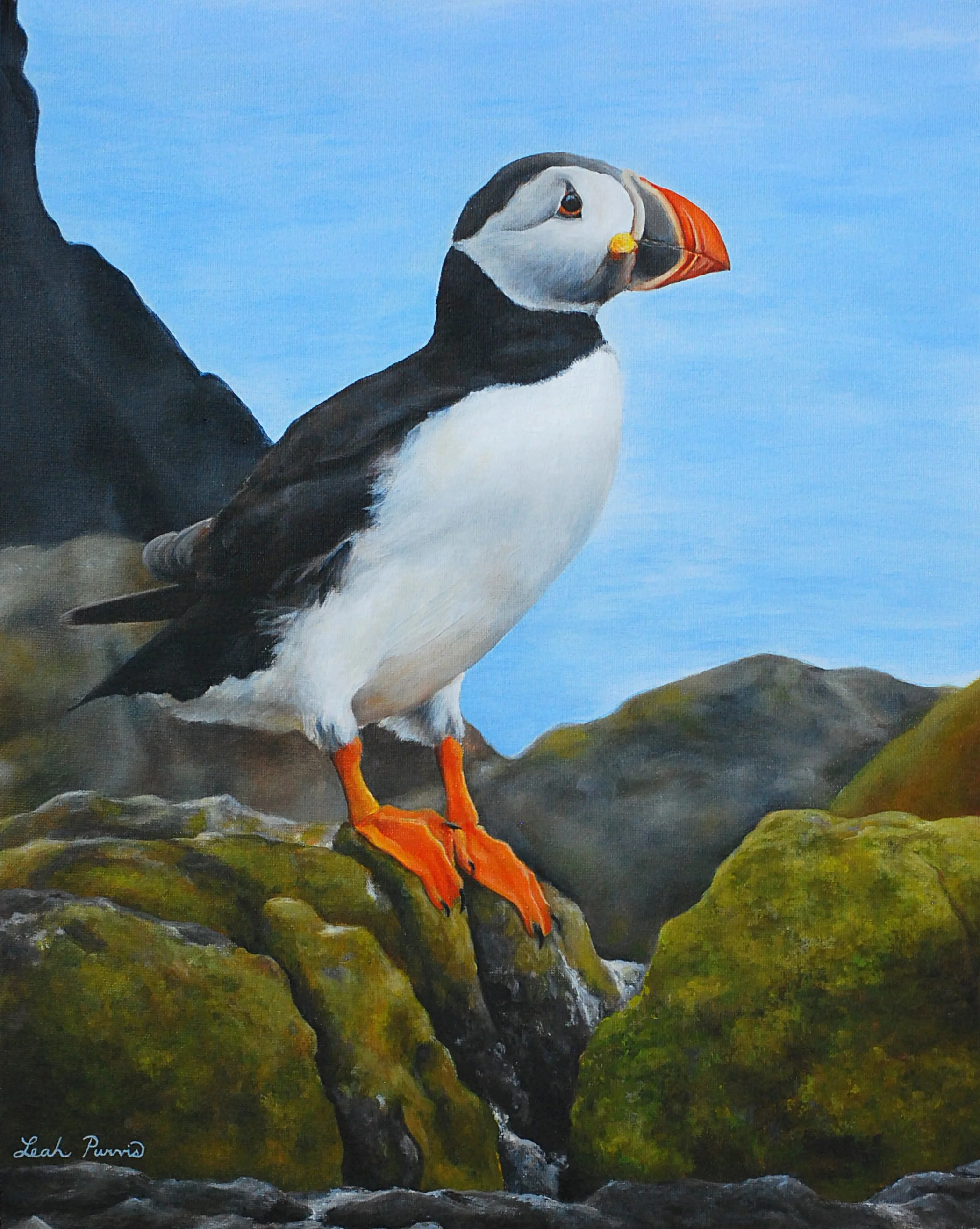 "Atlantic Puffin" - 16" x 20" acrylic on canvas