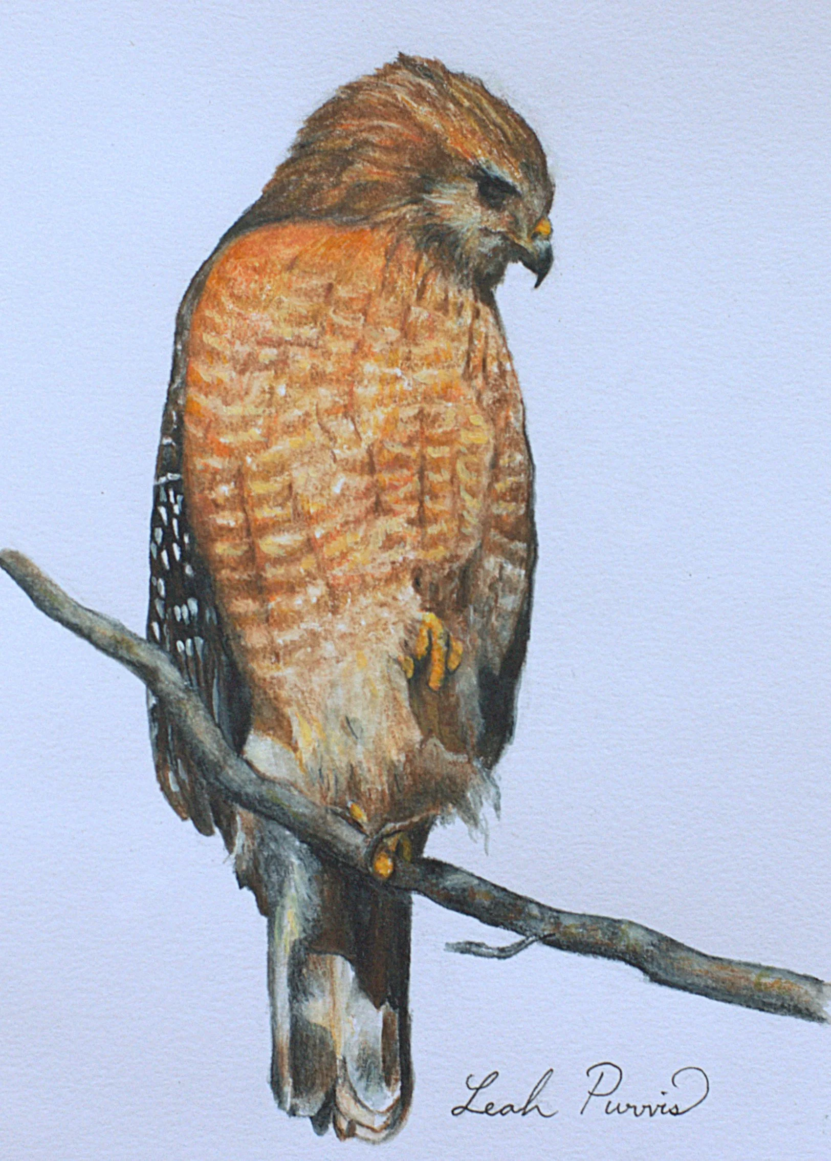 "Red-shouldered Hawk" - 5" x 7" watercolor pencil on paper