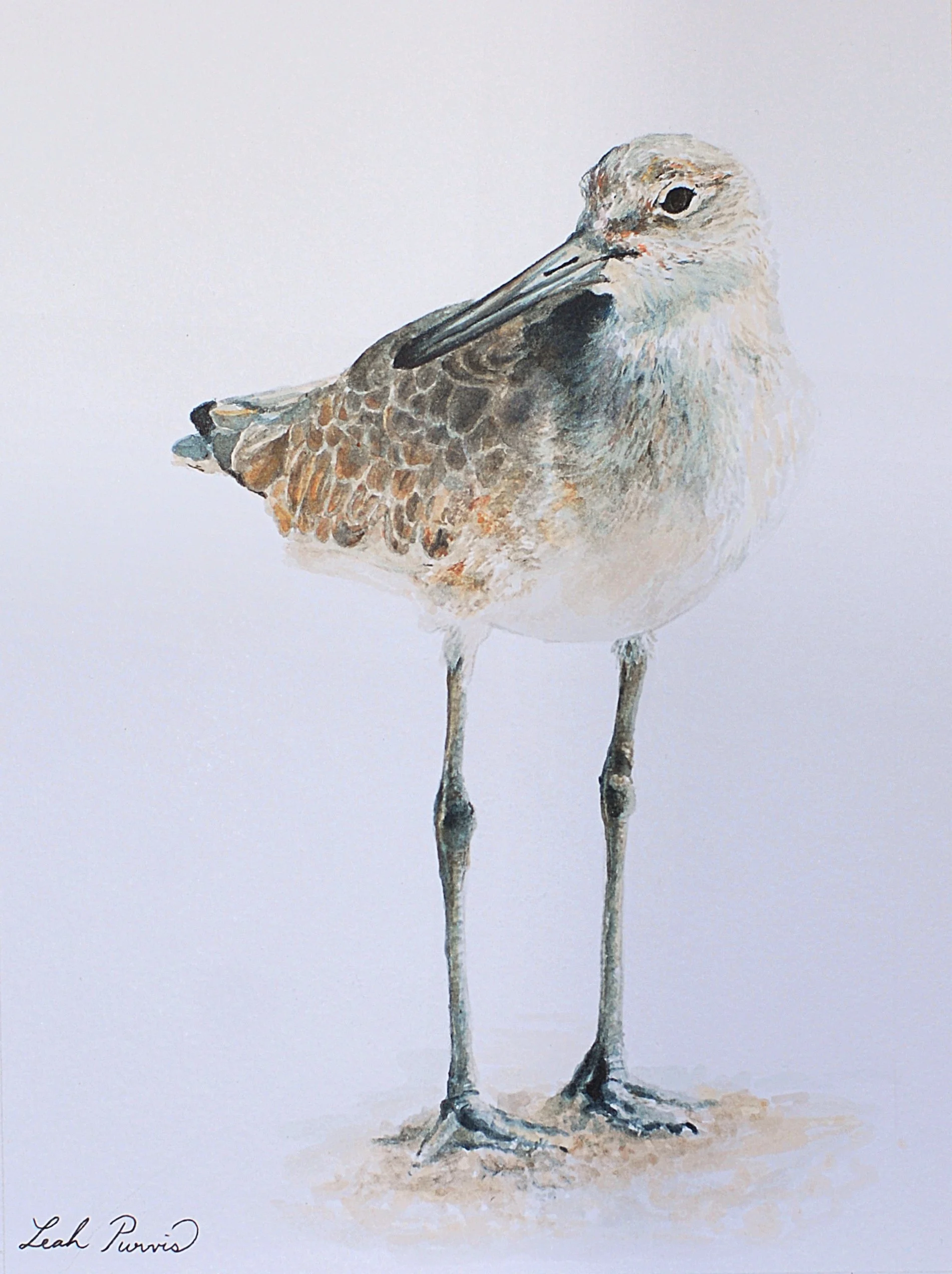 Willet Print (9" x 12")