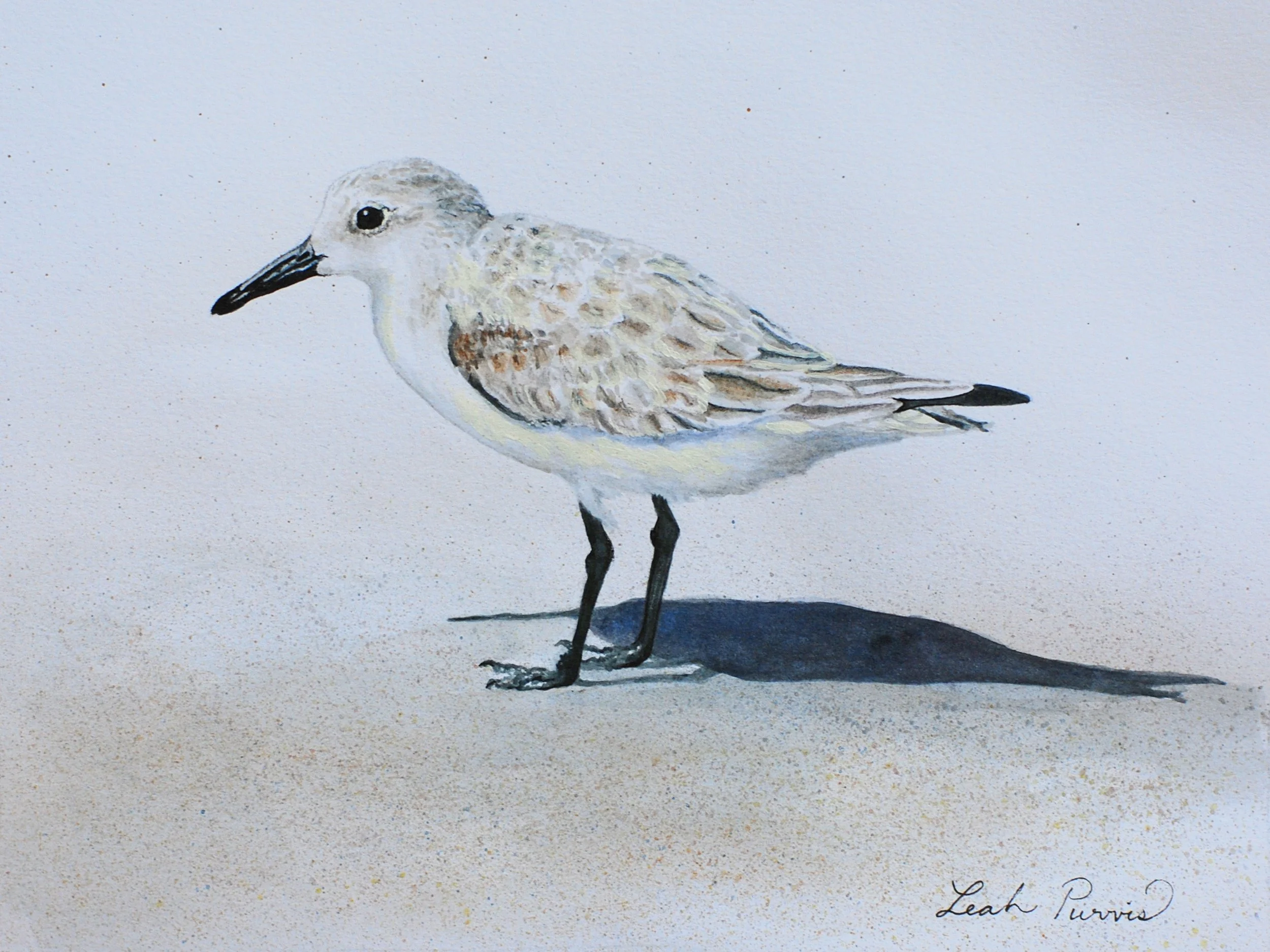 "Sanderling" - 6" x 8" watercolor pencil on paper