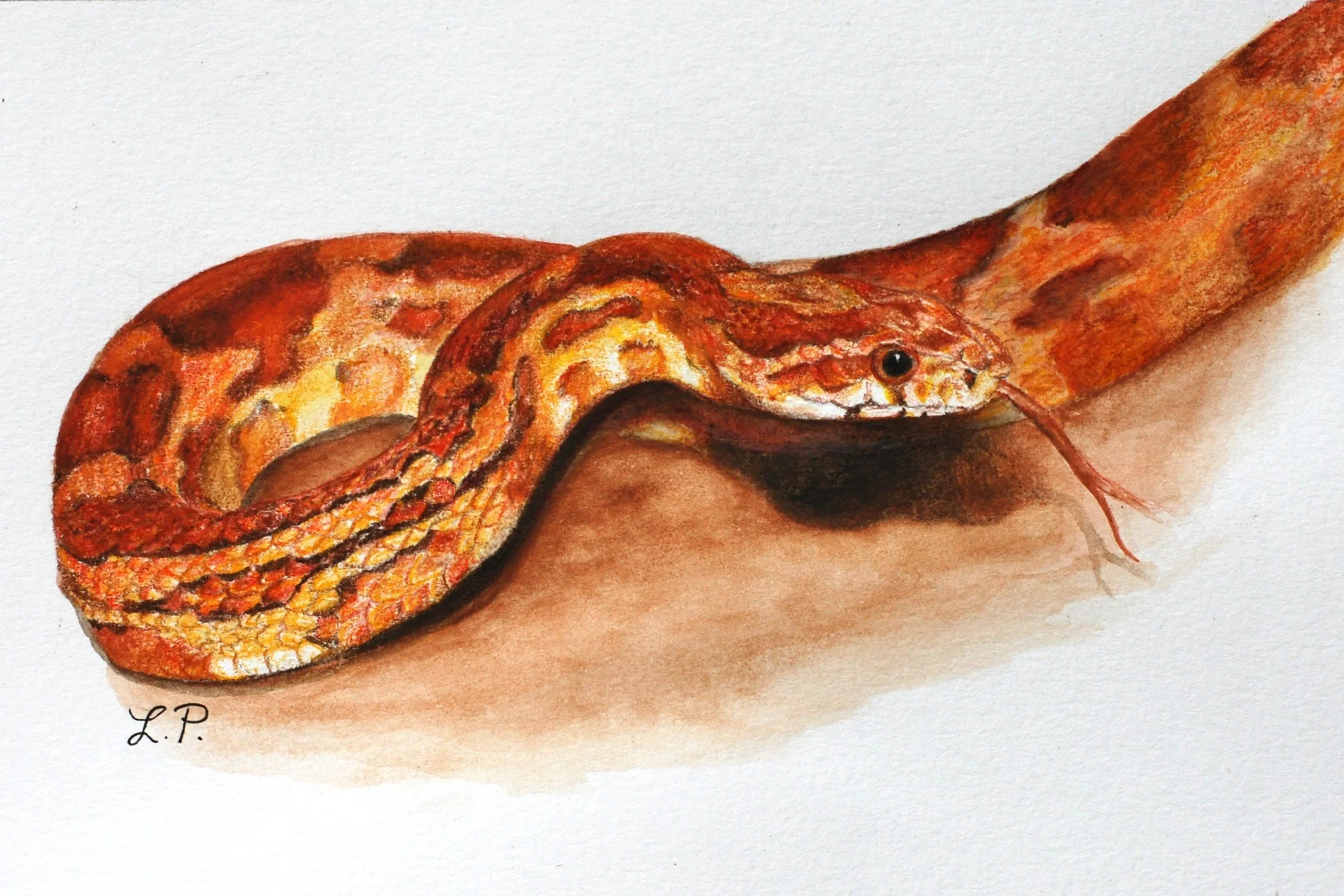 "Jonas" - 5" x 7" colored pencil on paper