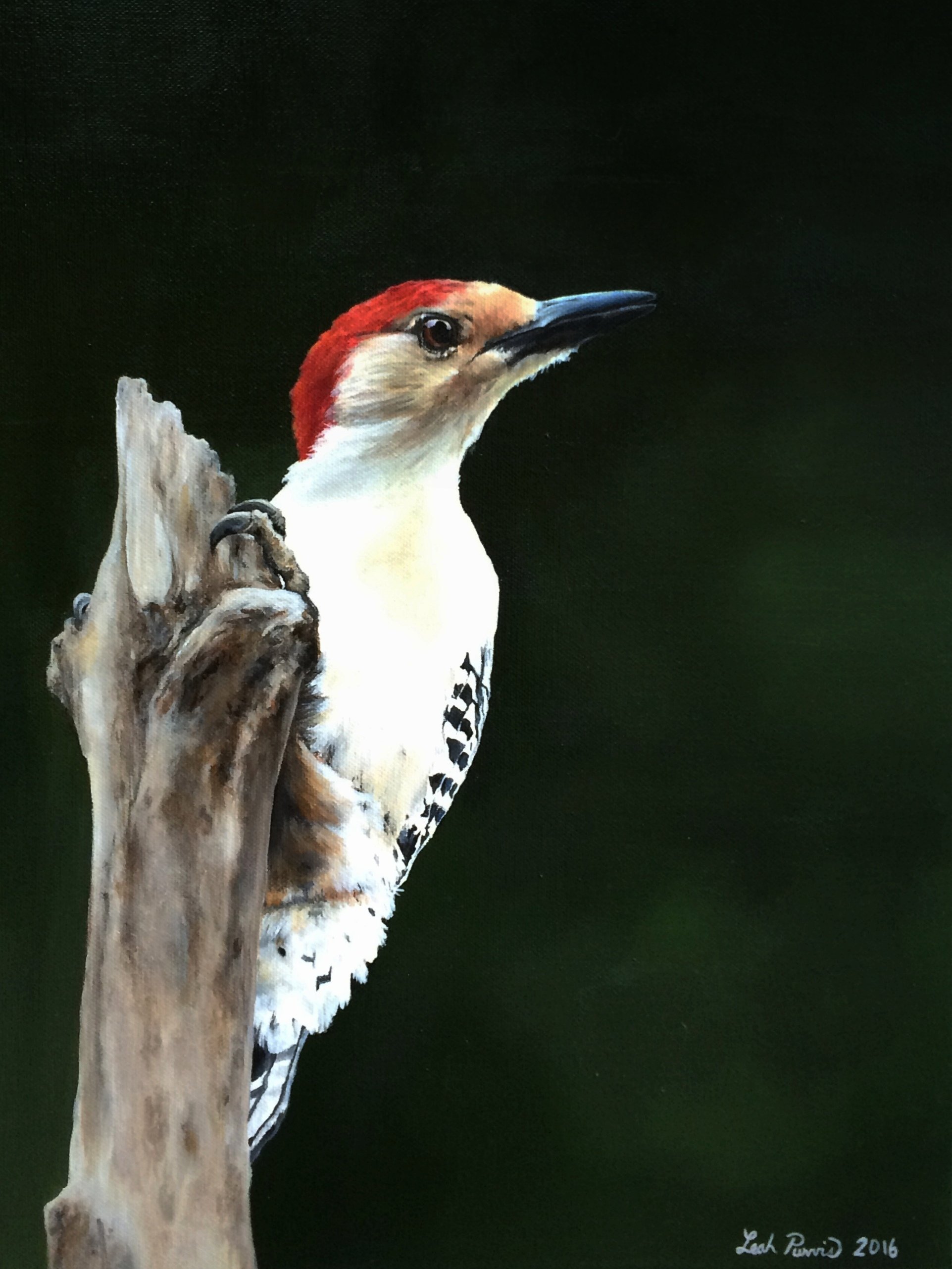 "Red-bellied Woodpecker" - 12" x 16" acrylic on canvas