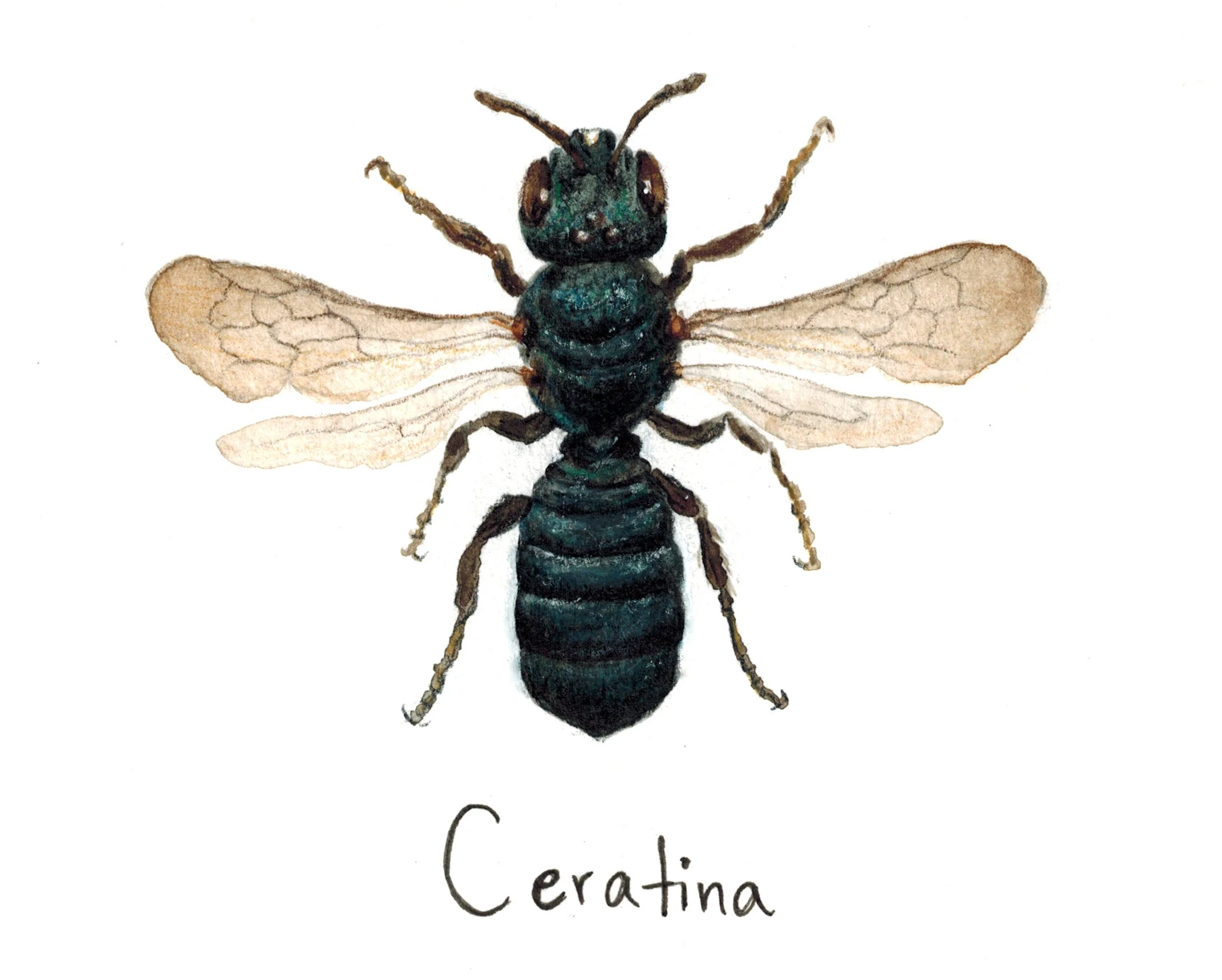 Small Carpenter Bee - Ceratina sp. 