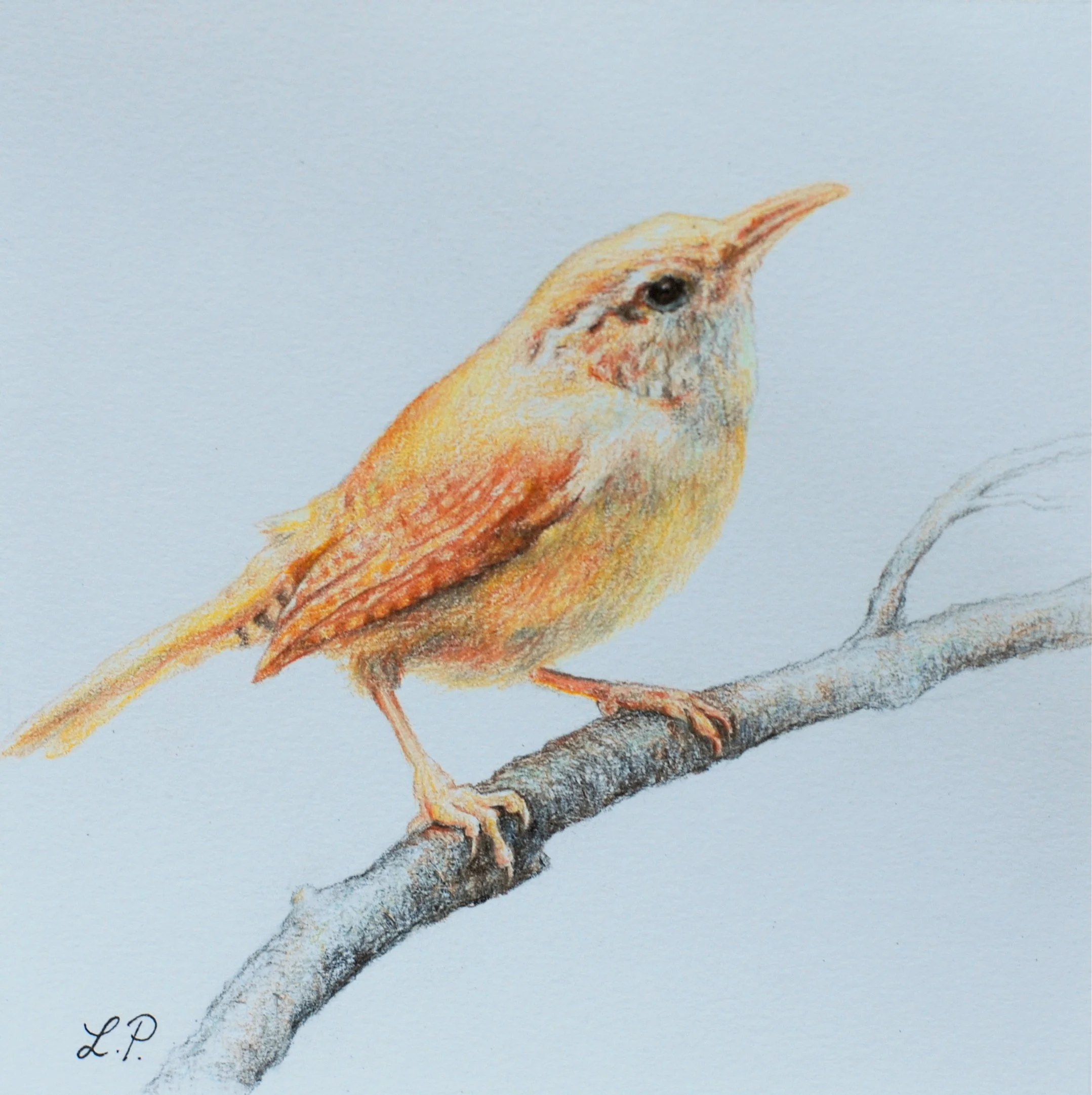 "Carolina Wren" - 5" x 5" watercolor pencil on paper