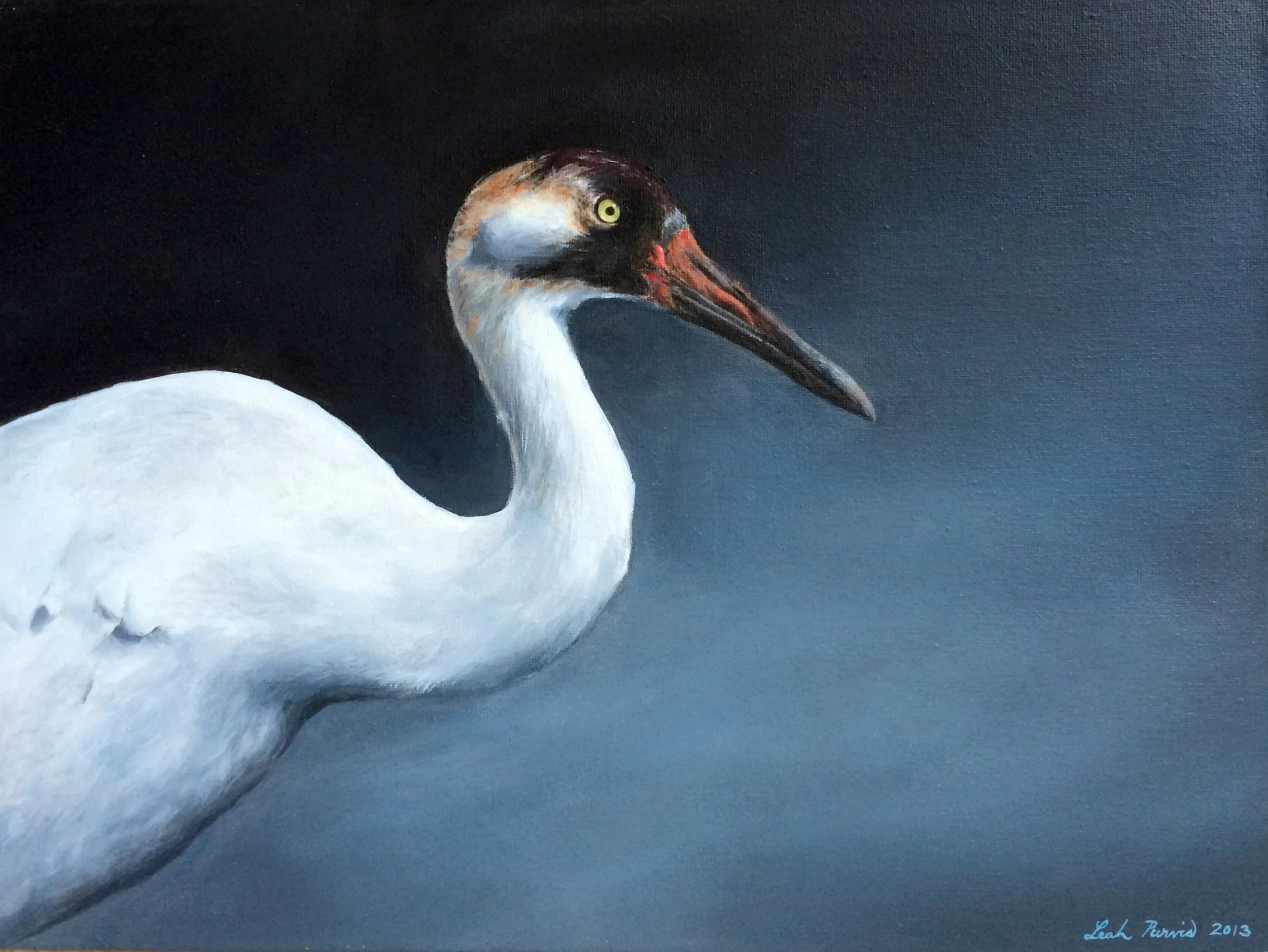 "Whooping Crane" - 12" x 16" acrylic on canvas