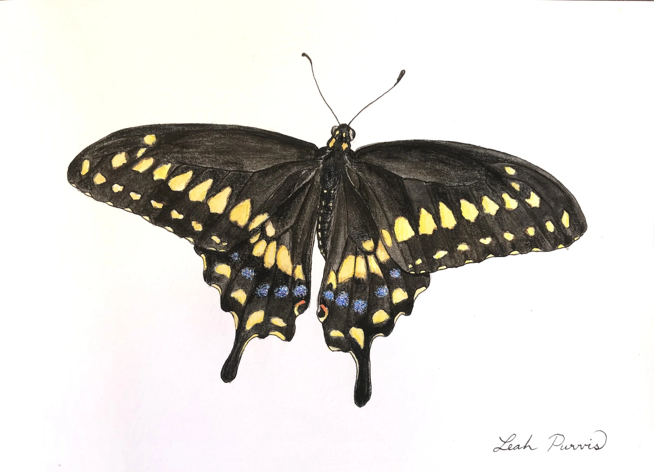 "Black Swallowtail" - 5" x 7" watercolor
