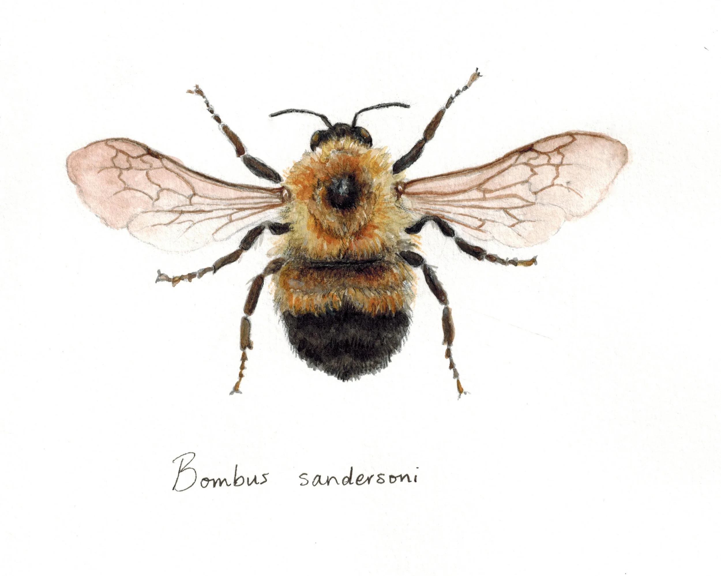 Sanderson's Bumble Bee - Bombus sandersoni