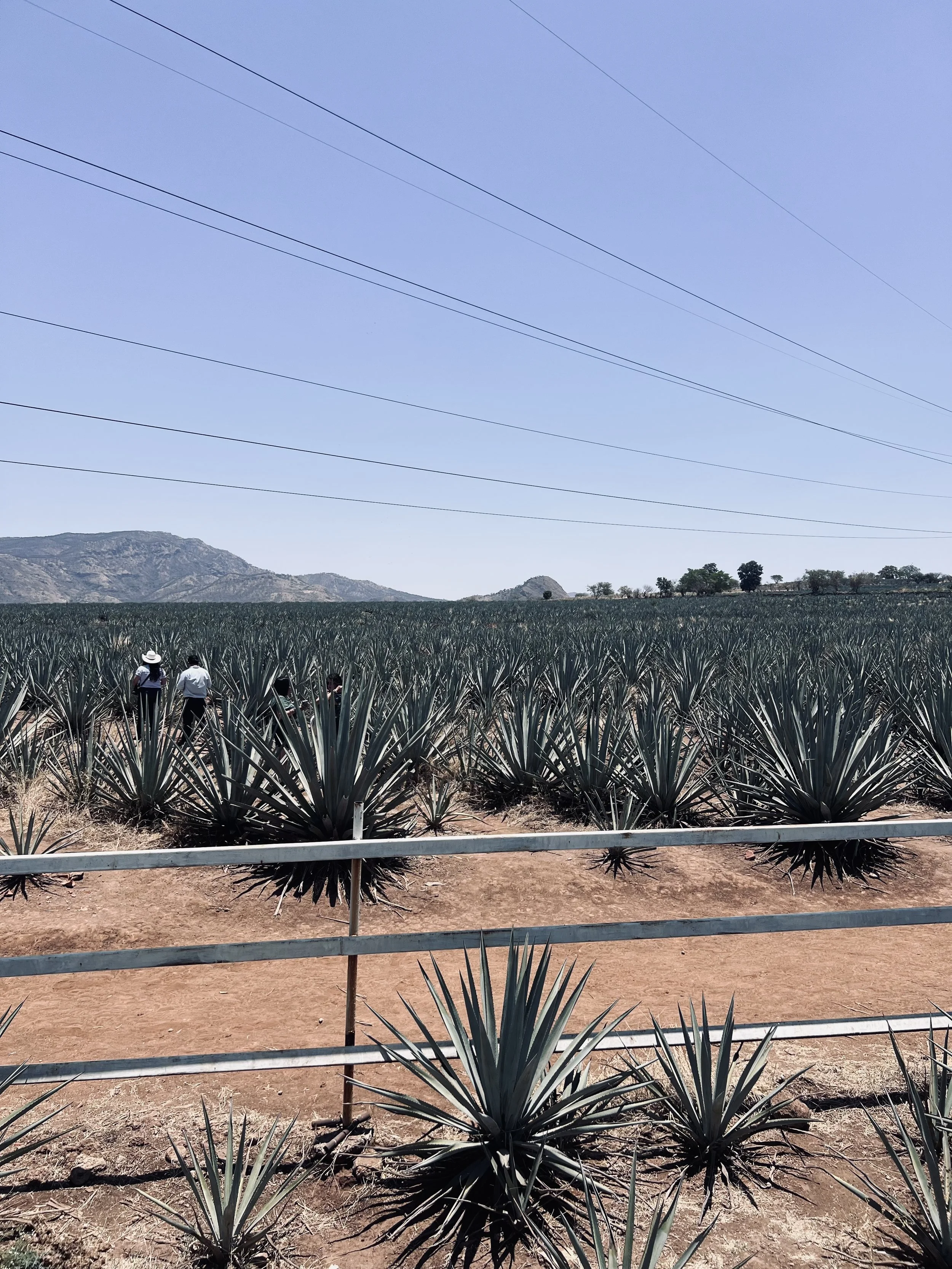 A field of agave plants with workers walking through, under a clear blue sky with mountains in the background.