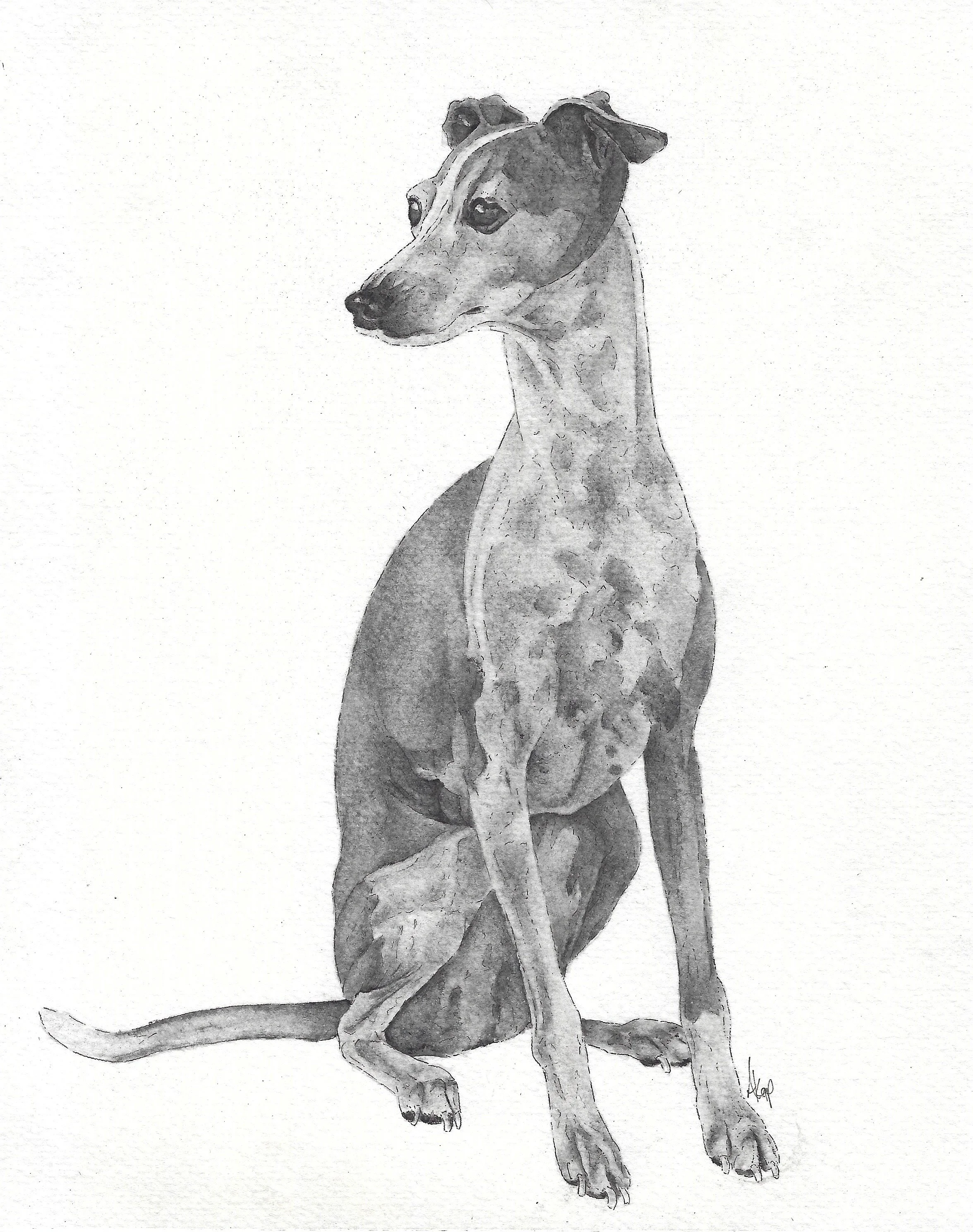 Mini Greyhound portrait in charcoal and pen drawing.
