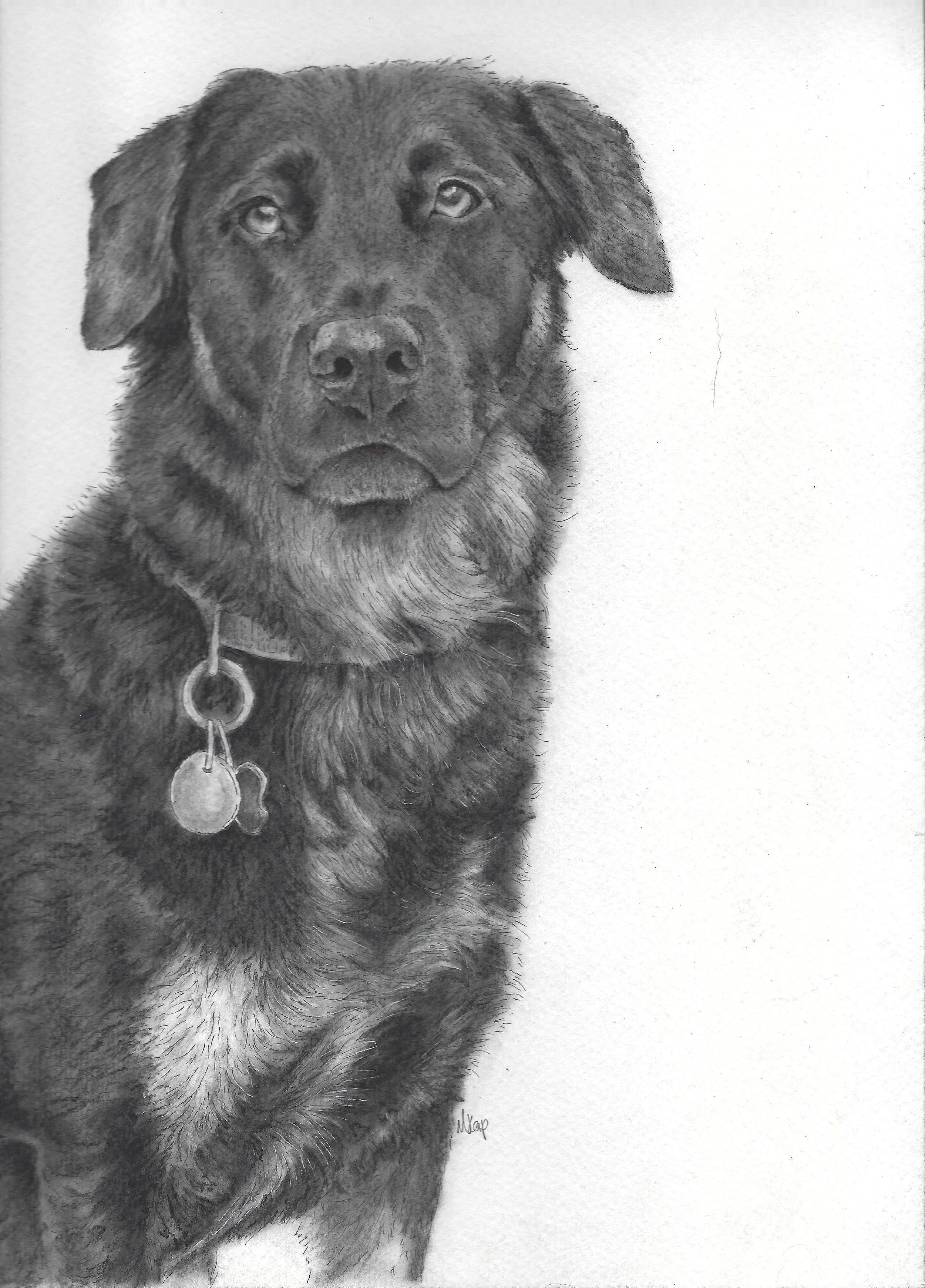 Rosco - Charcoal painting and pen portrait of pet dog. 